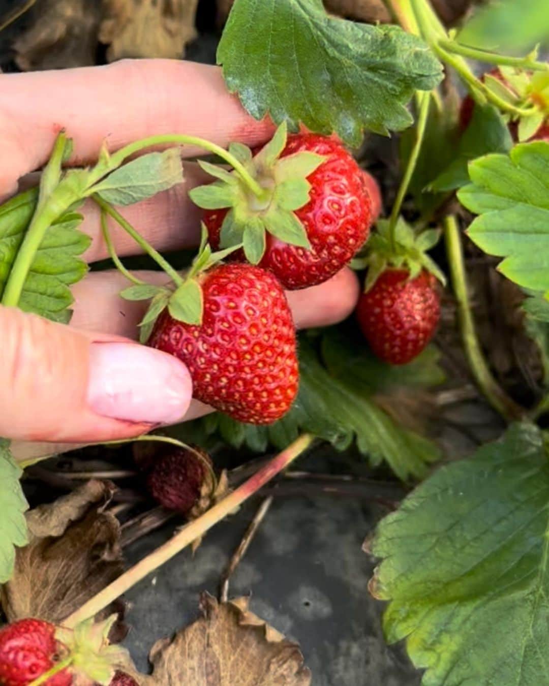 ヴラダ・ロスリャコヴァさんのインスタグラム写真 - (ヴラダ・ロスリャコヴァInstagram)「The. Best. Strawberries. Period.」6月19日 13時05分 - vladaroslyakova