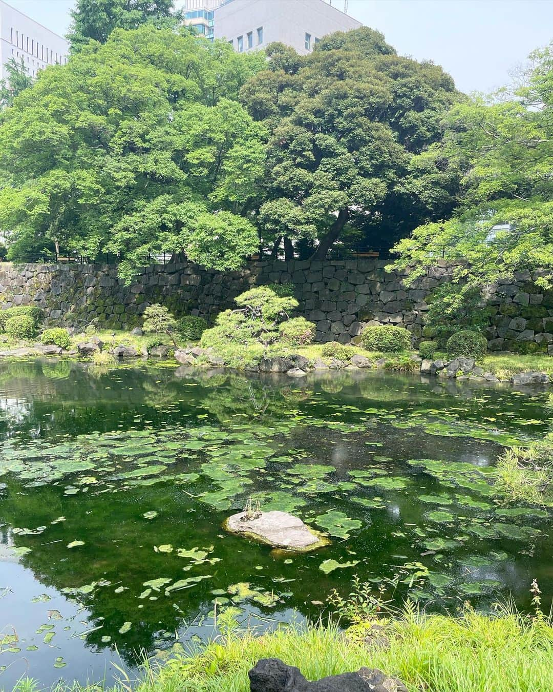 葉月里緒奈さんのインスタグラム写真 - (葉月里緒奈Instagram)「背もたれに寄りかかって座ってみた。 これならおばさんっぽくないでしょ。 でもこの写真の撮り方(3枚目)はおばさんだね(笑)。 #おば散歩#暑いから公園内のみ#日比谷公園 #緑が綺麗#都会のオアシス#rionahazuki」6月20日 8時47分 - riona_hazuki