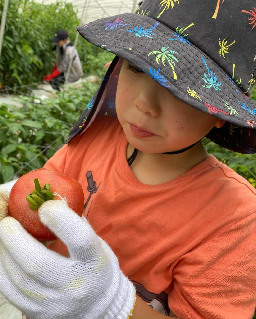 潮田玲子さんのインスタグラム写真 - (潮田玲子Instagram)「先日野菜の収穫体験に行ってきました🥰🙏 農薬の使ってないトマトや白パプリカなどのお野菜を息子はその場で丸かじり😂🤭 甘くて美味しい〜とモリモリ食べてました笑🤭👏 除草剤も使ってないので皆さん手作業で草取りしたり本当に手間や苦労があるそうなのですが、何よりお野菜への愛情をとても感じました🥹有り難いなーとますます感謝の気持ちしか沸きません！🙏  最後子供達は虫取りに夢中になってとても楽しそうでした😂むしろそっちがメイン？！  @hachiware_farm の皆さん ありがとうございました🥰💕  収穫したお野菜の色鮮やかなことっ😳❤️ カラフルなじゃがいもはチップスにしたらうますぎて止まらない〜🤭🤭🤭 美味しい野菜をどう料理するか考えるだけでワクワクするのでした✌️  #野菜収穫体験 #無農薬野菜 #減農薬野菜 #虫とりも夢中だった #玲子飯」6月21日 8時59分 - reikoshiota_official