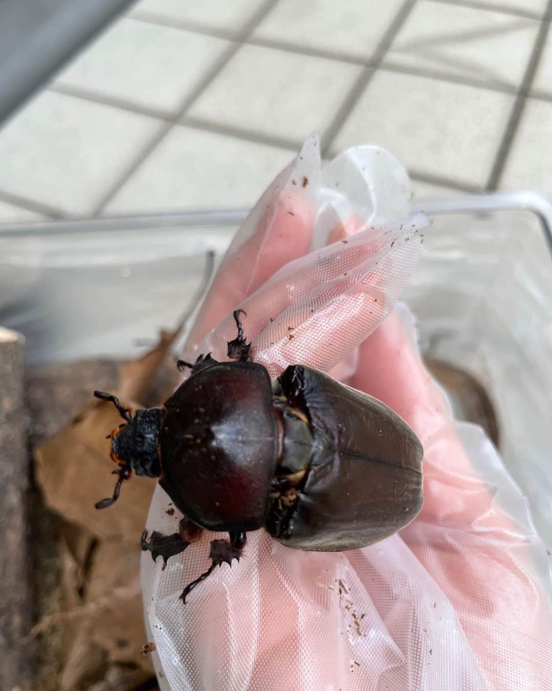 荒川静香さんのインスタグラム写真 - (荒川静香Instagram)「The rhino beetle has become an adult🪵」6月21日 20時08分 - shizuka_a29