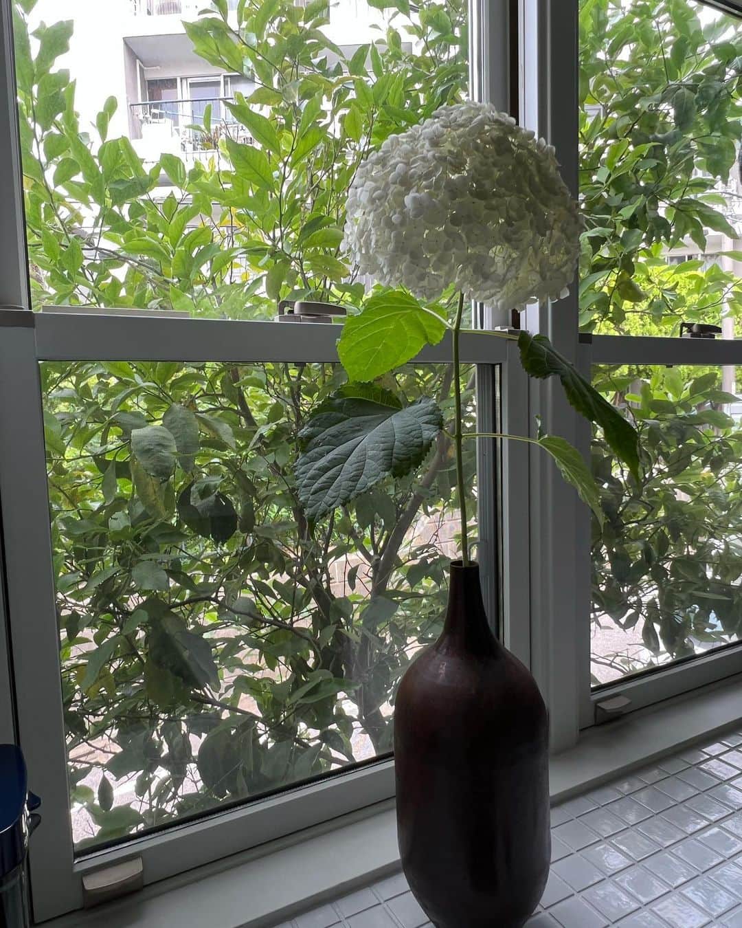 栗原はるみさんのインスタグラム写真 - (栗原はるみInstagram)「みなさんおはようございます。 キッチンの窓の前にはレモンの木が植えてあります。そのグリーンの前に白い紫陽花を飾りました。とってもきれい！ フェンネルがまだまだ伸びています。驚くばかりです。これからどうなっていくのか一緒にみてほしくなりました。たった一輪咲いたマーガレットとってもきれいですがでもちょっと寂しそう！そう思うのは私だけでしょうか？ 何か家の中を変えたくてグラスの棚のまえにバーカウンターを作りました。友達が飲みに来たらバーのママになります。楽しいことが毎日あったらうれしいですね〜。みなさん今日も楽しい一日を過ごしましょうね〜。私は今から撮影。準備とおやつを作ります。 #栗原はるみ  #kuriharaharumi  玲児さんを私のバーにご招待好きなジントニックを一杯。」6月22日 6時25分 - harumi_gram