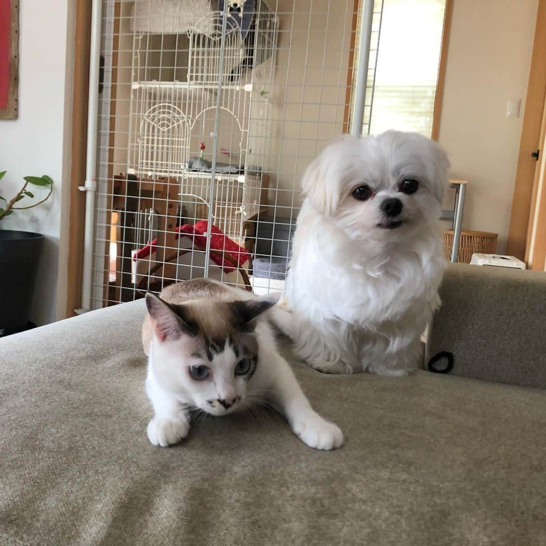 小野真弓さんのインスタグラム写真 - (小野真弓Instagram)「こんにちは☺️  小野家の日常。＼(^ω^)／✨ 🐶🐶🐯🐯 🐈‍⬛🐈 🐱🐱🐱🐱🐱  ソファーに集合✨ おかーさんは、 うごけにゃい😆❤️  フローリングラバーな季節の ハルくんは、下で平べったくなって寝ている今日この頃🐏🧊✨  平和ぴよぴよ🕊 ここに居て、 みんなでのんびりしているのが、 いちばんの幸せ☺️✨  午後も良い時間をお過ごしください🍀  #リビングルーム #犬と猫のいる暮らし #犬猫日記 #ハナハルアオナナ #預かり猫#野良猫#保護猫 #ろくちゃんファミリー#まみむめも #ハチベエくん  おかーさんは、 今日は、収録からのー📺✨ 動物保護の、お手伝いモード🐾🥺  飼い主さんがお亡くなりになり、 犬と猫が、そのままお家に居るそうです😢 暑くなる前にレスキュー🥺 私はお手伝いです。  誰だって、私だって、 飼い主だって生き物ですから いつどうなるかわからない。 何かあった時に、 行き場の無くなるペットたち。🥺 まだ現場は見ていませんが、 お話を伺っただけで考えさせられる、案件です。 近頃、こういうお話が増えているように感じます。  では、行って参ります🐾」6月22日 14時44分 - hanaharuaroi