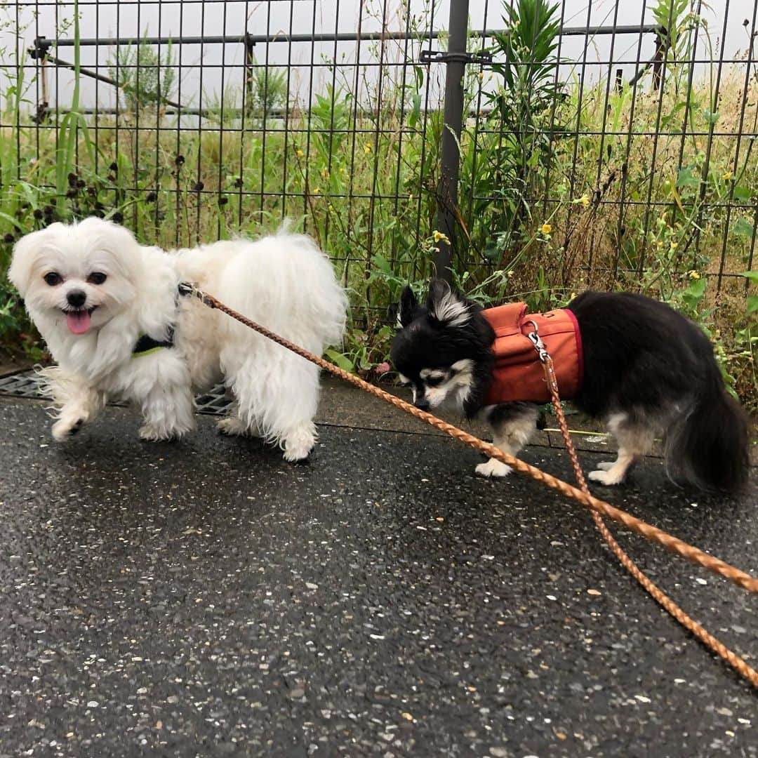 小野真弓さんのインスタグラム写真 - (小野真弓Instagram)「こんにちは☺️  小野家の日常。＼(^ω^)／✨ 🐶🐶🐯🐯 🐈‍⬛🐈 🐱🐱🐱🐱🐱  ソファーに集合✨ おかーさんは、 うごけにゃい😆❤️  フローリングラバーな季節の ハルくんは、下で平べったくなって寝ている今日この頃🐏🧊✨  平和ぴよぴよ🕊 ここに居て、 みんなでのんびりしているのが、 いちばんの幸せ☺️✨  午後も良い時間をお過ごしください🍀  #リビングルーム #犬と猫のいる暮らし #犬猫日記 #ハナハルアオナナ #預かり猫#野良猫#保護猫 #ろくちゃんファミリー#まみむめも #ハチベエくん  おかーさんは、 今日は、収録からのー📺✨ 動物保護の、お手伝いモード🐾🥺  飼い主さんがお亡くなりになり、 犬と猫が、そのままお家に居るそうです😢 暑くなる前にレスキュー🥺 私はお手伝いです。  誰だって、私だって、 飼い主だって生き物ですから いつどうなるかわからない。 何かあった時に、 行き場の無くなるペットたち。🥺 まだ現場は見ていませんが、 お話を伺っただけで考えさせられる、案件です。 近頃、こういうお話が増えているように感じます。  では、行って参ります🐾」6月22日 14時44分 - hanaharuaroi