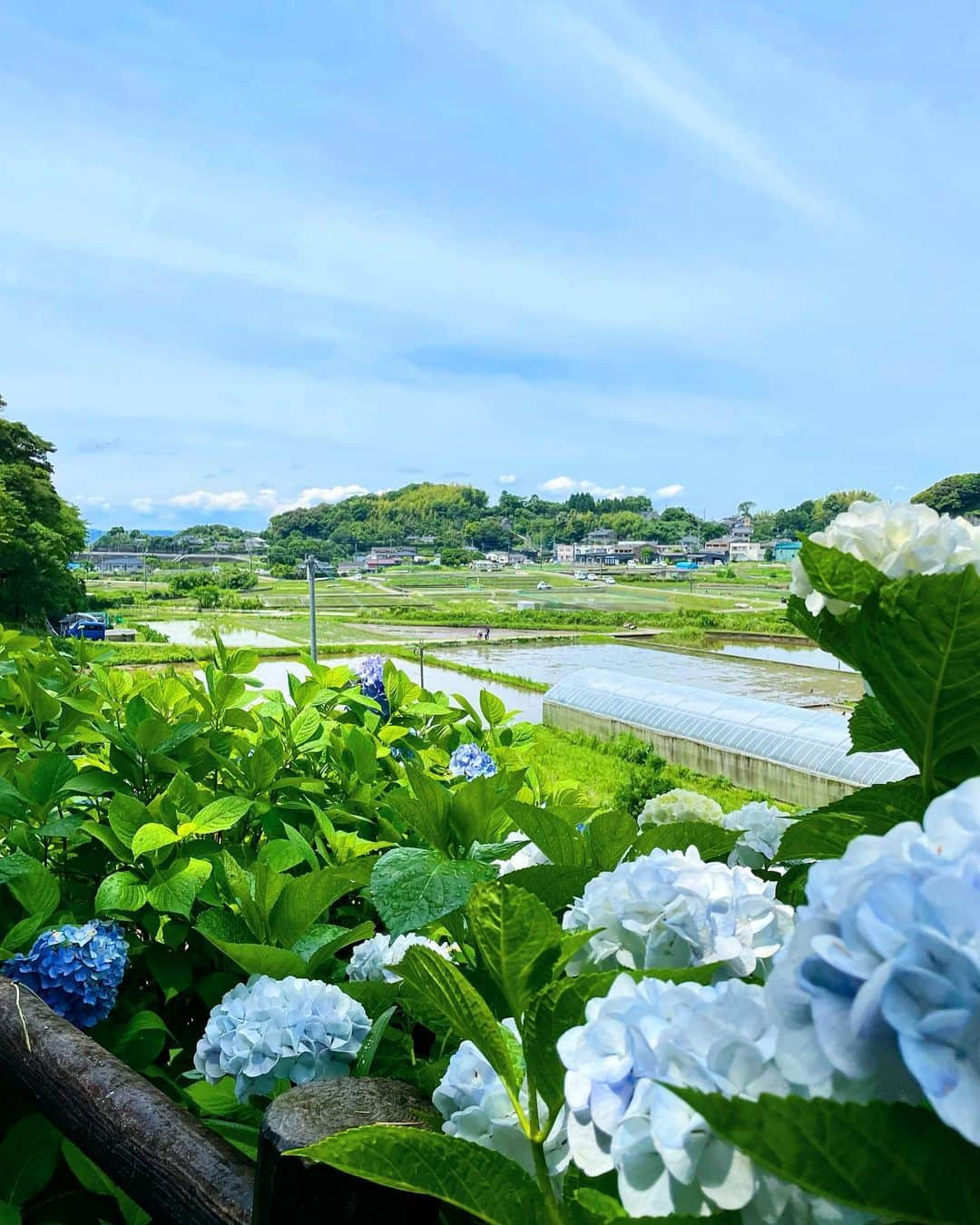 松本麗世さんのインスタグラム写真 - (松本麗世Instagram)「♡ 紫陽花🫧 この時期は色々な紫陽花がいっぱい♡꙼̈ たくさんのあじさい見ながらお散歩 気持ちよかった𓂃🌿𓈒𓏸 ♡  ♡  #松本麗世 #matsumotoreiyo #ファッション #ポニーテール #白コーデ #花のイヤリング #鹿児島 #鹿児島下田 #用水路沿い 関吉の疎水溝 近く #お散歩 #癒し #黄色のイヤリング #水田 #田植え #紫陽花 #色々な紫陽花」6月22日 18時49分 - reiyo.matsumoto