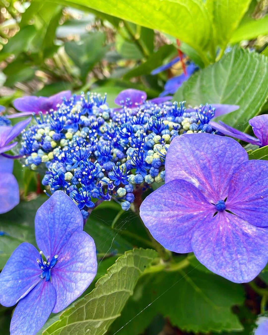 松本麗世さんのインスタグラム写真 - (松本麗世Instagram)「♡ 紫陽花🫧 この時期は色々な紫陽花がいっぱい♡꙼̈ たくさんのあじさい見ながらお散歩 気持ちよかった𓂃🌿𓈒𓏸 ♡  ♡  #松本麗世 #matsumotoreiyo #ファッション #ポニーテール #白コーデ #花のイヤリング #鹿児島 #鹿児島下田 #用水路沿い 関吉の疎水溝 近く #お散歩 #癒し #黄色のイヤリング #水田 #田植え #紫陽花 #色々な紫陽花」6月22日 18時49分 - reiyo.matsumoto