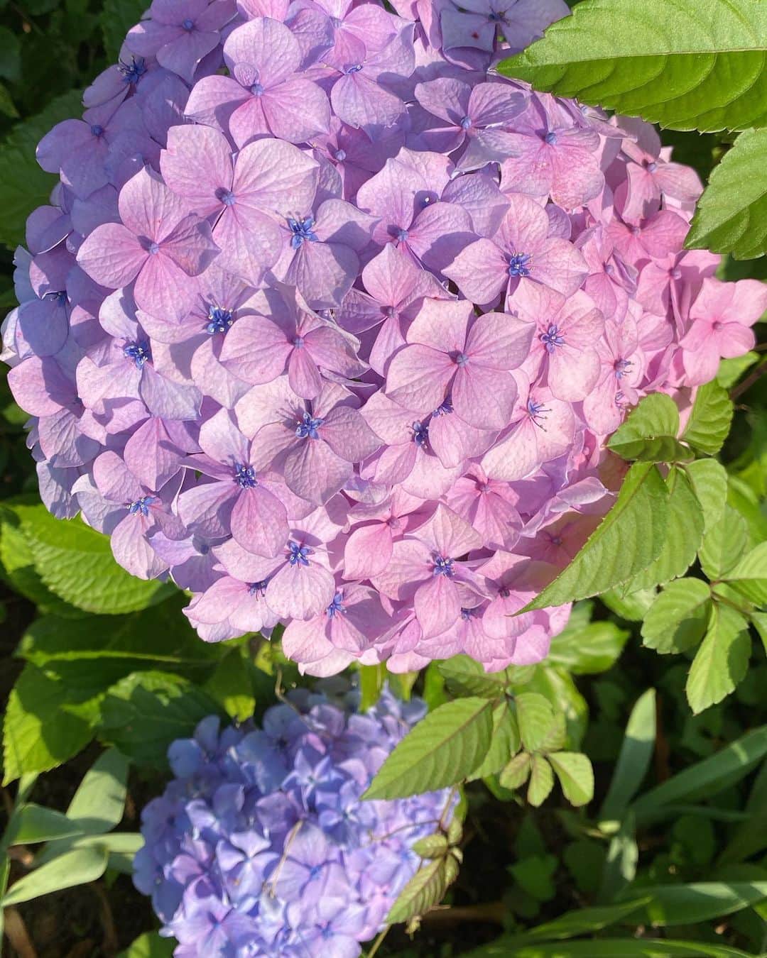 miya(ミヤマアユミ)さんのインスタグラム写真 - (miya(ミヤマアユミ)Instagram)「紫陽花💠  ここ数年、毎年描いている気がする大好きな花です。 額も可愛くてとてもお気に入りです。  スカートに雨が降ったようにキラキラさせています☔️(3枚目の動画)  こちらの原画も一応Web Shopに並べる予定です。(なかなか手に取りにくいお値段です。)  ※スキャンデータは少し加工やお直ししています。  #ピンク #pink #花 #flower #flowers  #artwork #watercolor #水彩 #透明水彩 #art #illust #illustration #draw #illustrator #イラスト #イラストレーター #手描き #手書き #アナログ #アナログイラスト #mirafluru #額 #ミニ額 #紫陽花 #アジサイ #あじさい #hydrangea」6月22日 20時27分 - miya78pic