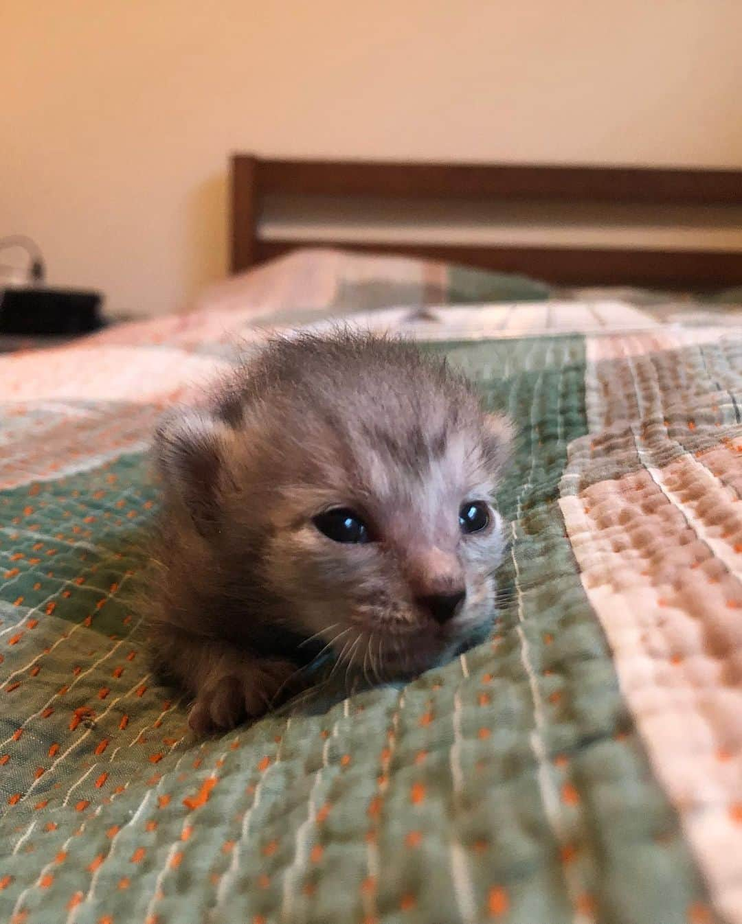 小野真弓さんのインスタグラム写真 - (小野真弓Instagram)「こんにちわわ🐾❤️ 不安定なお空です☁️☁️☁️  おかーさんはお仕事へ〜🗼 いつものごとく、 早すぎる到着。🚗 更新チャンス😆📱✨  今日は、 ハナちゃんとラブラブ写真です✨ さ来月には14歳の、ハナばあちゃん❤️ いつも、のんびりマイペースに〜 過ごしております(*´ω`*)✨  好きな事は〜、 いつもの、コース散歩🚶‍♀️ いつもの、ドッグラン💨 いつもの、お庭🍀 ご飯は量より質🍚 オヤツも日替わりでお願いします🐟🍖 おしゃれなカフェに、時々行きたい☕️🎀  こだわりの強いお年頃。( ´ ▽ ` )✨ こだわって、こだわって〜 ワガママもウエルカムだから〜  長生きしてね☺️  #チワワ#ハナちゃん #チワマル#ハルくん #雑種猫兄妹#アオくん#ナナちゃん #犬と猫のいる暮らし#犬猫日記#千葉暮らし#庭 🐾 #黒猫#ハチベエ#ごろすりにゃんこ #サバトラ#親子猫#ろくちゃんファミリー#まみむめも#生後12日#みーちゃん#お目目がしっかり開いたよ #預かり猫#野良猫#保護猫」6月23日 15時40分 - hanaharuaroi