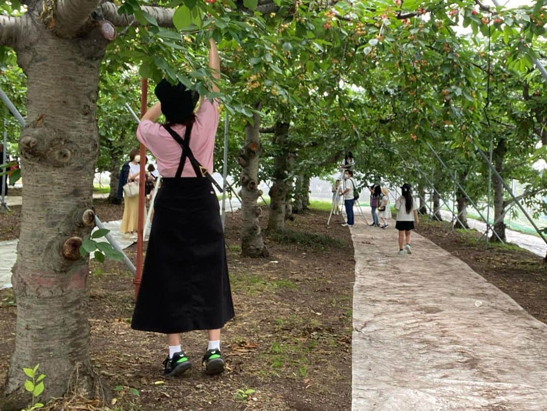 稲村亜美さんのインスタグラム写真 - (稲村亜美Instagram)「さくらんぼ狩り🍒🍒🍒🍒 とっては食べてとっては食べて 高いところに取れない友達にあげたりと満喫した〜 さくらんぼ狩りは真剣です！！！！  また来年もいく！！！  #さくらんぼ狩り」6月23日 16時58分 - inamura_ami