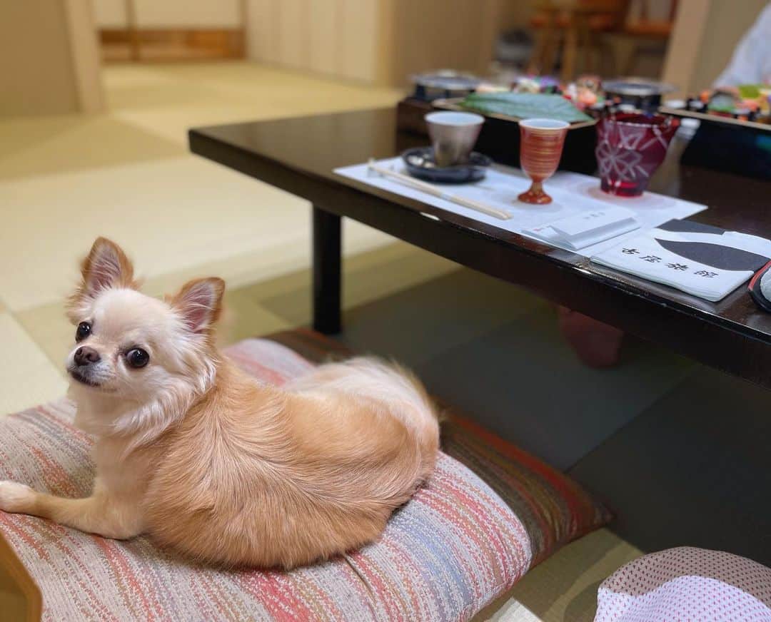 本田朋子さんのインスタグラム写真 - (本田朋子Instagram)「家族で熱海へ。 犬も一緒に泊まれるお宿で、ゆっくりできました。 お料理も種類が多くて、彩り豊かで美味しかったです！  息子が撮ってくれた写真、ナナもばっちりカメラ目線でした👌📸（1枚目）  #熱海 #温泉 #古屋旅館 #犬と泊まれる宿  #部屋食 #おこもり  #彩り豊かなお食事 #勉強させていただきました #本田朋子のweekly献立」6月23日 20時05分 - tomoko_honda_official_phonics