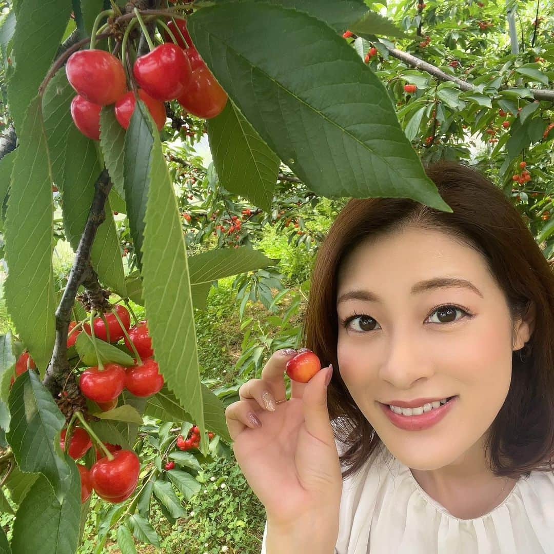 小宮山瑞季さんのインスタグラム写真 - (小宮山瑞季Instagram)「初夏の味…サクランボ🍒 中野市では3年ぶりに サクランボ狩りが復活しました🎈🌈  コロナの影響で2年連続で中止していましたが、 今年ついに再開へ！ 春の低温の影響で、 なりがわるかったところもあるという お話もあり、ショックでした🥺  でも私が訪れた小沢観光農園さんには 幸い赤く輝くサクランボが 鈴なりに実っていましたよ🍒✨  試食させていただくと、 甘くて、果肉がしっかり！ ジューシーな味わいで、 おいしかったです( ¨̮ )✌💫  今月25日から7月3日までは、 サクランボまつりが開催され、 入園料が大人2500円のところ、 1500円になるそう！！！ お得に、旬の味を楽しんでみてください☀️  受付は、オランチェかいきいき館で！ 事前予約も必要ありませんよ💓💞   #さくらんぼ  #サクランボ  #cherry  #さくらんぼ狩り  #中野市  #nakano  #中野市さくらんぼ  #中野市イベント  #ja中野市  #中野市おでかけ  #復活  #3年ぶり  #さくらんぼ祭り  #祭り  #紅秀峰  #光麗  #品種  #みんなの信州  #食べ放題  #長野放送  #アナウンサー  #小宮山瑞季」6月23日 20時14分 - komiyama_mizuki