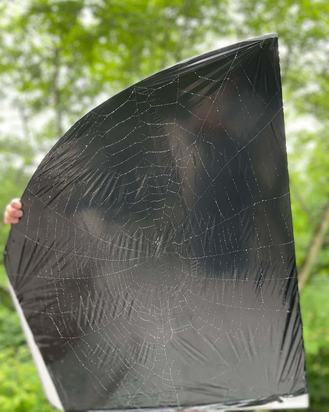 橋本志穂さんのインスタグラム写真 - (橋本志穂Instagram)「はい！雨のおかげで気付いた蜘蛛さんの作った芸術品。  蜘蛛の巣アート🕸  背景が黒じゃないと。。  ズボンでやってみたり、 黒い袋持ってもらったり 大きな黒いテーブルクロスは？？ そう思ったけど　柄が邪魔する  うーーん  しんやくんが 畑で使う 黒いビニール持ってきてくれたので、 それを風呂の蓋に貼り付けて  「ちょっと持ってて〜」とお願いした。  立派な蜘蛛の巣 しかしながら、通路なんだなぁ。 晴れの日だったら 絶対自分がかかっちゃう💦 蜘蛛の餌食になる前に かわいそうだけど 払わなきゃいけないかなー  どうしよ って悩んでたら 「蜘蛛はまたあっという間に新しい家を作りますよー」としんやくん。  だねだね！ そだね！  ということで、 蜘蛛のお家は取り壊して 立ち退いてもらいました。  #蜘蛛の巣アート  次回のために 黒い紙、 用意しておこう。 貼り付けたら とっても綺麗でした  獲物もかかってない、 美しい巣でしたから〜 なかなかないねー 普段はぜったい何かなし 小虫とかかかってて アートって感じにならないんだもん。  あー、もったいないことをしたなー」6月24日 1時52分 - shihohashimoto3