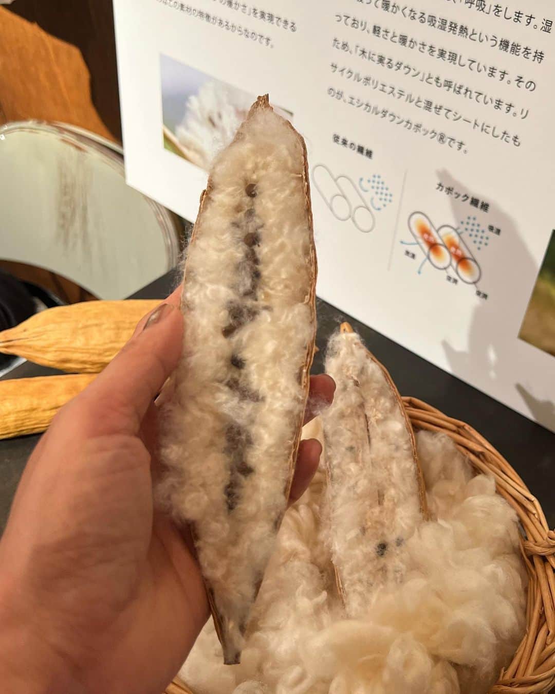前田典子さんのインスタグラム写真 - (前田典子Instagram)「@kapok_knot_jp  #カポックノット  #木の実になるダウン 軽くて空気を含むカポック繊維シートを内蔵したコートは ダウンのように暖かい👍  私はこのチェック柄コートをオーダーしてきました😊  展示会場で @aoi_yoshikura  #吉倉あおい ちゃんと遭遇‼️ 2013年に放送された連ドラ#ぴんとこな で親子役で共演して以来😆わぁ〜‼️久しぶりに娘に会えて嬉しかった💕　娘の活躍を応援してます😌  モコモコエコファーの 裏地にカポック繊維シート これは最強に暖かいね👍  ブラウンのコートも素敵だった🤎👍  そして スタイリストの @tsugumiw さんにも 会えたー❣️ #ヘルシーセクシー🔥😍  ラストの写真 これがカポックの実🤎 ふわふわを紡いで繊維シートを作ります」6月24日 17時42分 - maenorichang