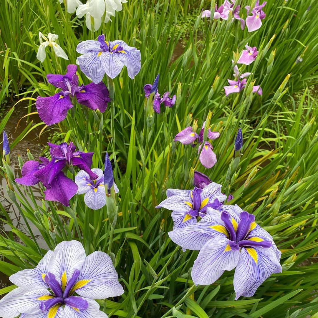 大島璃音さんのインスタグラム写真 - (大島璃音Instagram)「花菖蒲園が素敵な本土寺🛤  今年はここ数年で1番良く咲き、 少し開花が遅れたことで紫陽花と共に 楽しむことが出来たということです🧚🏻‍♀️嬉しい！  水辺に咲く花が好きなのですが、 大好きな蓮の花も一緒に堪能出来て とても素敵な空間でした🕊  素敵な庭園を見ては、 私も将来こんなお庭を作りたいなぁ💭 とアイディアを膨らませております😌」6月24日 20時13分 - rinon_ohshima