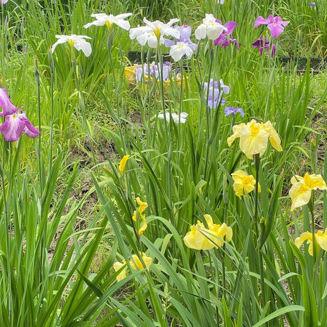 大島璃音さんのインスタグラム写真 - (大島璃音Instagram)「花菖蒲園が素敵な本土寺🛤  今年はここ数年で1番良く咲き、 少し開花が遅れたことで紫陽花と共に 楽しむことが出来たということです🧚🏻‍♀️嬉しい！  水辺に咲く花が好きなのですが、 大好きな蓮の花も一緒に堪能出来て とても素敵な空間でした🕊  素敵な庭園を見ては、 私も将来こんなお庭を作りたいなぁ💭 とアイディアを膨らませております😌」6月24日 20時13分 - rinon_ohshima