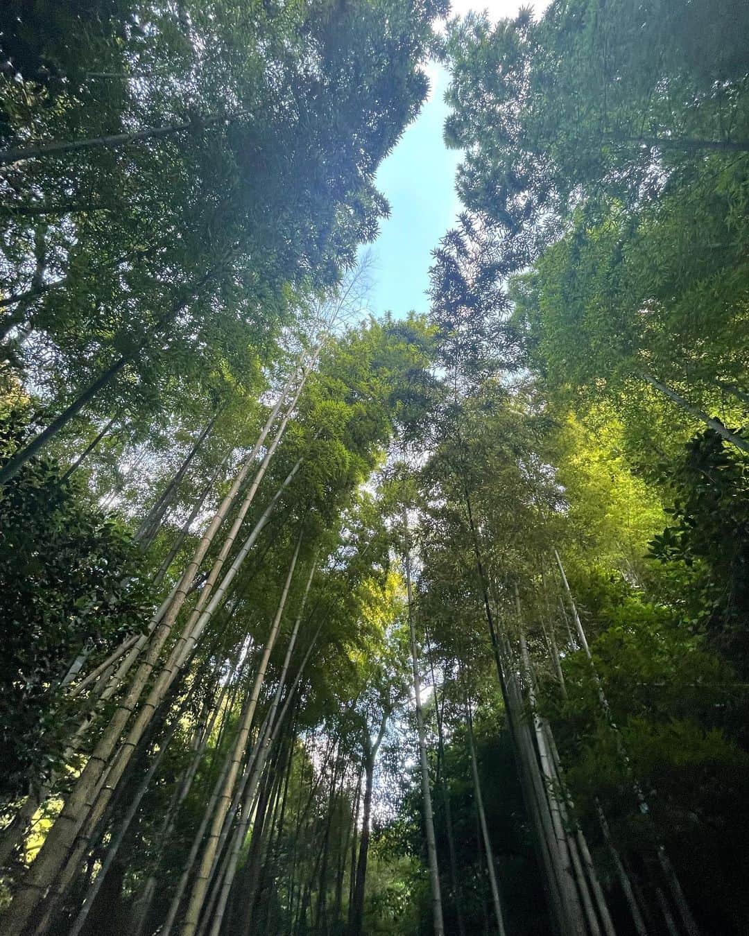 水原希子 さんのインスタグラム写真 - (水原希子 Instagram)「🪷🪷🪷」6月25日 8時05分 - i_am_kiko
