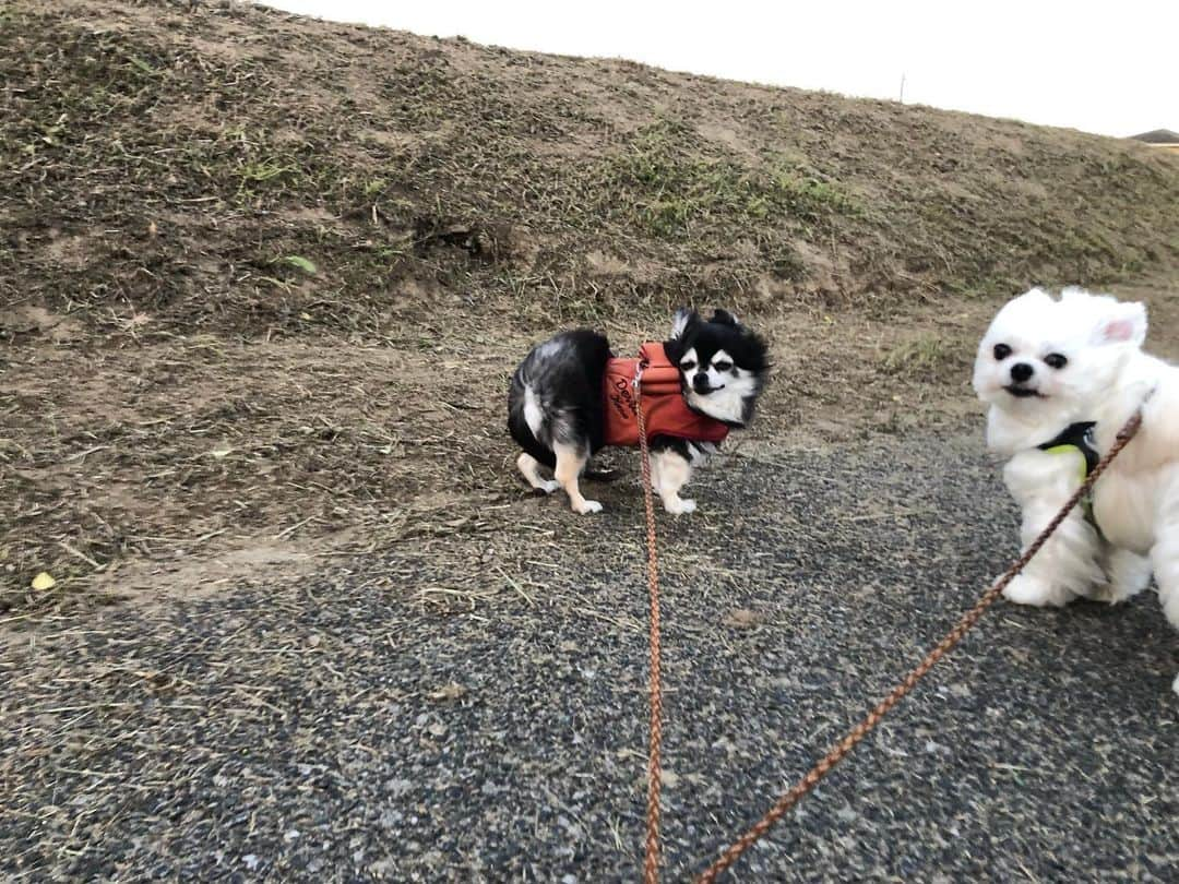 小野真弓さんのインスタグラム写真 - (小野真弓Instagram)「おはようございます🌞 あ、あつい、、そして強風🍃 今朝は５時頃暑くて目が覚めました😲🌺 エアコンを上手に使って、安全に過ごしましょうね🐾🐶🐶🐯🐯🐈‍⬛🐈🍼^_^ 良い週末を🍀＼(^ω^)／  #チワワ#ハナちゃん #チワマル#ハルくん #雑種猫兄妹#アオくん#ナナちゃん #犬と猫のいる暮らし#犬猫日記 🐾 #預かり猫#保護猫#野良猫#親子猫 #サバトラ#ろくちゃん #ろくちゃんベビー#まみむめも #黒猫#ハチくん 🎾 ボールで遊びたいハルくん🐶🐤と、 ハルに絡むアオくん🐯😆✨ 噛み合っていないけどー😂 これはこれで、なかよちです❤️  おかーさんは、 ひさーしぶりに一日お休み🙋‍♀️ 一日中、みんなと居るよ✨ だんらんだんらん(*^ω^*)✨」6月25日 9時39分 - hanaharuaroi