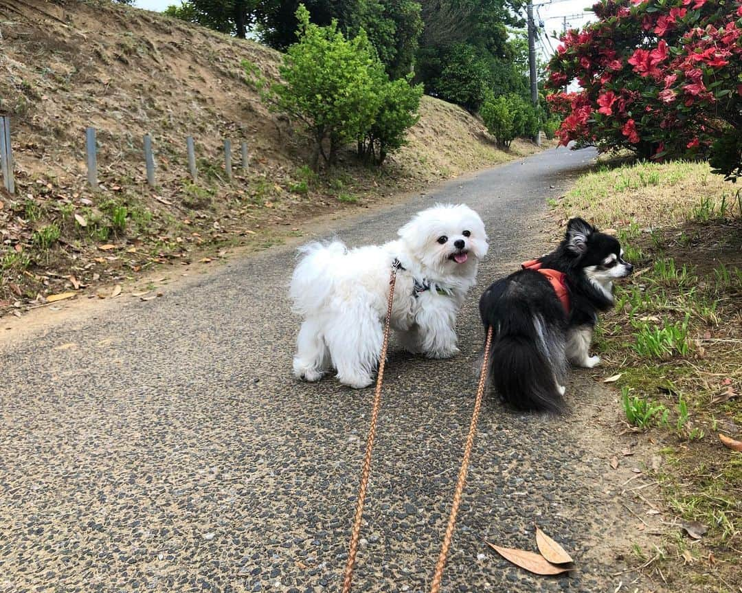 小野真弓さんのインスタグラム写真 - (小野真弓Instagram)「こんにちは☺️ 今日は、 預かり保護猫ハチくんと🐈‍⬛✨  黒豹みたいな、 カッコイイ見た目に反して、 おっとり甘えんぼちゃん💘☺️ ごろごろーすりんすりーーーん すりすりすりすりーーーからの〜  がじがじがじ⚡️⚡️  甘えん坊MAXになるとー、、 何故か、 おかーさんの頭をかじります🤣 愛すべき、変なやつ🐈‍⬛✨  みんなそれぞれで ほんとに、おもちろい😂💕  #黒猫#ハチベエ #サバトラ#ろくちゃんファミリー #保護猫#預かり猫#親子猫#子猫#ママ猫 🐾 #チワワ#ハナちゃん #チワマル#ハルくん #雑種猫兄妹#アオくん#ナナちゃん #犬と猫のいる暮らし#犬猫日記 🌞 今日も、、、暑いですね🏄‍♀️🌺 そして風強め🍃  洗濯物が一瞬で乾くのが嬉しくて 今朝は4回洗濯機を回しました😆✨ ついでにあちこち掃除して〜 おかーさんは汗だく🍹  体がまだ暑さに慣れてませんので、、 無理なく早めにお休みを🥤✨  午後もそれぞれ、良い時間になりますように🌈 ╰(*´︶`*)╯♡🍀」6月26日 12時43分 - hanaharuaroi