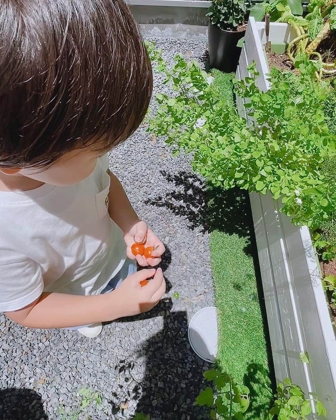 中村明花さんのインスタグラム写真 - (中村明花Instagram)「. あきえの可愛い可愛い息子くんと一緒にお庭でミニトマトを採ったよ♡♡♡ . ここは料理に使えるハーブや野菜をちょこっと育てる中庭です🌿 . ちなみに写真に映ってるプランターとエアコン室外機カバーは父作。#DIY父👨🏻 . . #ほのぼの」6月27日 10時20分 - sayaka_nakamura3