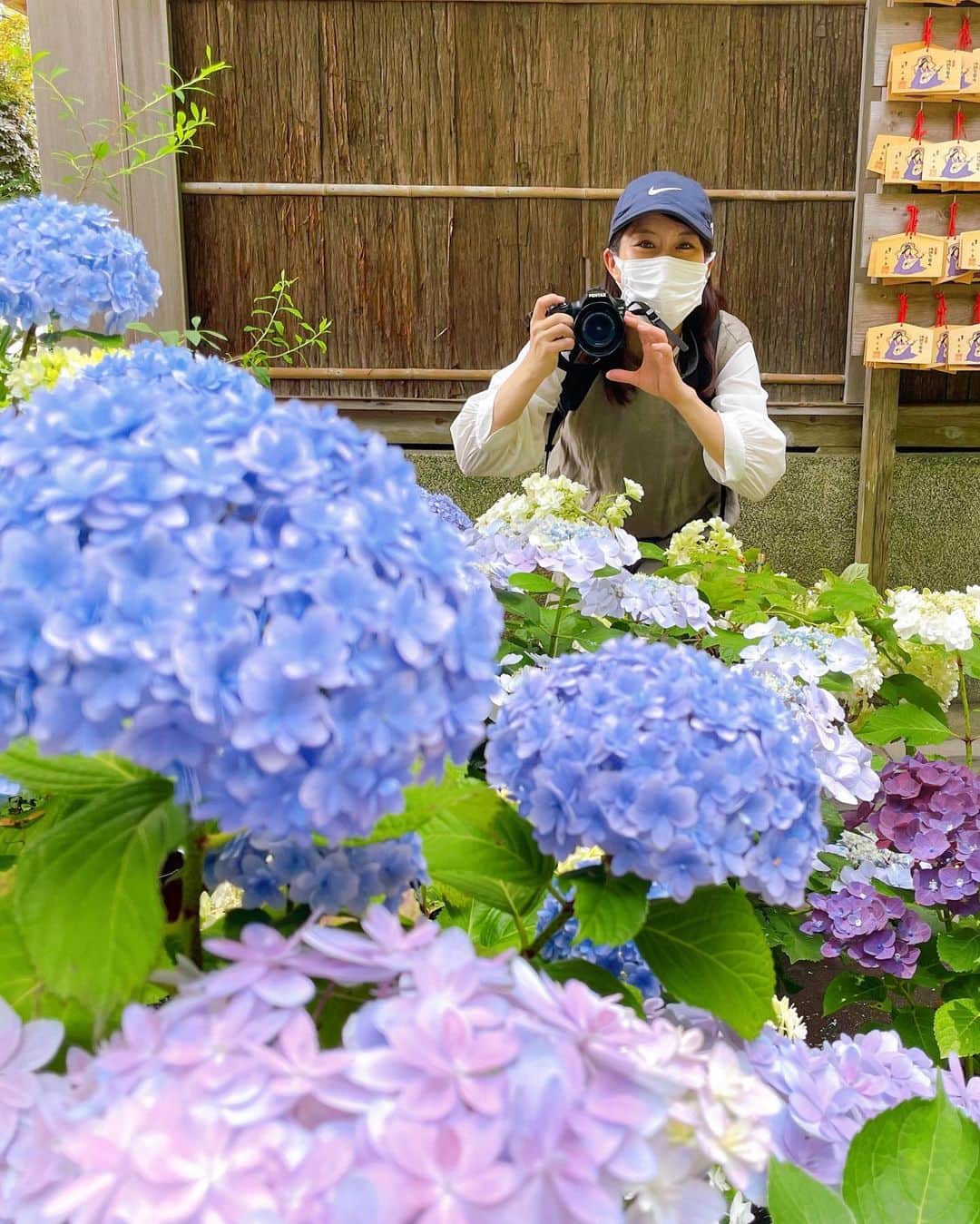 千葉真由佳さんのインスタグラム写真 - (千葉真由佳Instagram)「【長谷寺へ☺️】 紫陽花の季節に鎌倉に行くのが 長年の夢でした🌟 ことしはいい時期に😌  鮮やかな色、優しい色...♡ いろんな紫陽花に癒されました！  キャスターコラムにも お気に入りの写真を載せたので ぜひご覧くださいね〜♪ 📝 https://www.tbs.co.jp/cstbsnews/column/chiba/index-j.html プロフィールのリンクからも飛べるようにしました😜  #tbs#tbsnews#アナウンサー#キャスター#フリーアナウンサー#千葉真由佳#神奈川#鎌倉#鎌倉観光#長谷寺#あじさい路#紫陽花#季節の花 #花に埋もれる#親友ちゃん#青森同期」6月27日 18時13分 - mayuka.chiba