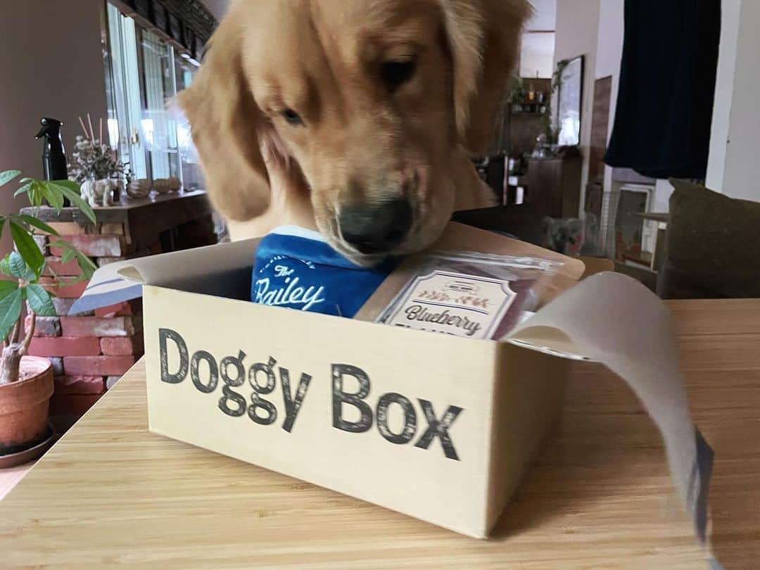 ともさんのインスタグラム写真 - (ともInstagram)「6月のドギーボックスさんのテーマはコーヒーブレイク☕️✨早速ブレイクるこたん(((*≧艸≦)ﾌﾟﾌﾟｯ💕 ドギーボックスさんのBOXには、いつもテーマに沿ったおもちゃとパッケージのオヤツともう一つグッズが付いているのですが、これがなかなか面白かったりします❤️ 今月は虫除けスプレー♪ お散歩前につける習慣をつけたいです🚶🏻‍♀️🐶🐶🐶 * #ドギボ　#ドギーボックス　@doggybox_jp  #ゴールデンレトリバー　#るこる君1歳」6月28日 11時29分 - tomowithdog