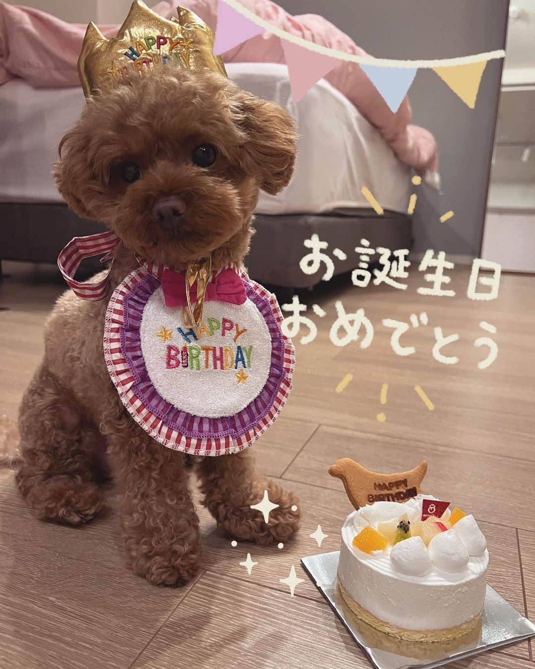 福岡みなみさんのインスタグラム写真 - (福岡みなみInstagram)「・ さらんくん2歳の お誕生日おめでとう🎂🎉  悪い子だけどそれも可愛いから 大好きです😌😌😌  来年もプレゼントいっぱいあげるね！！！！  #さらん #birthday #2歳 #トイプードル #toypoodle #poodle」6月28日 19時09分 - fukuokaminami373