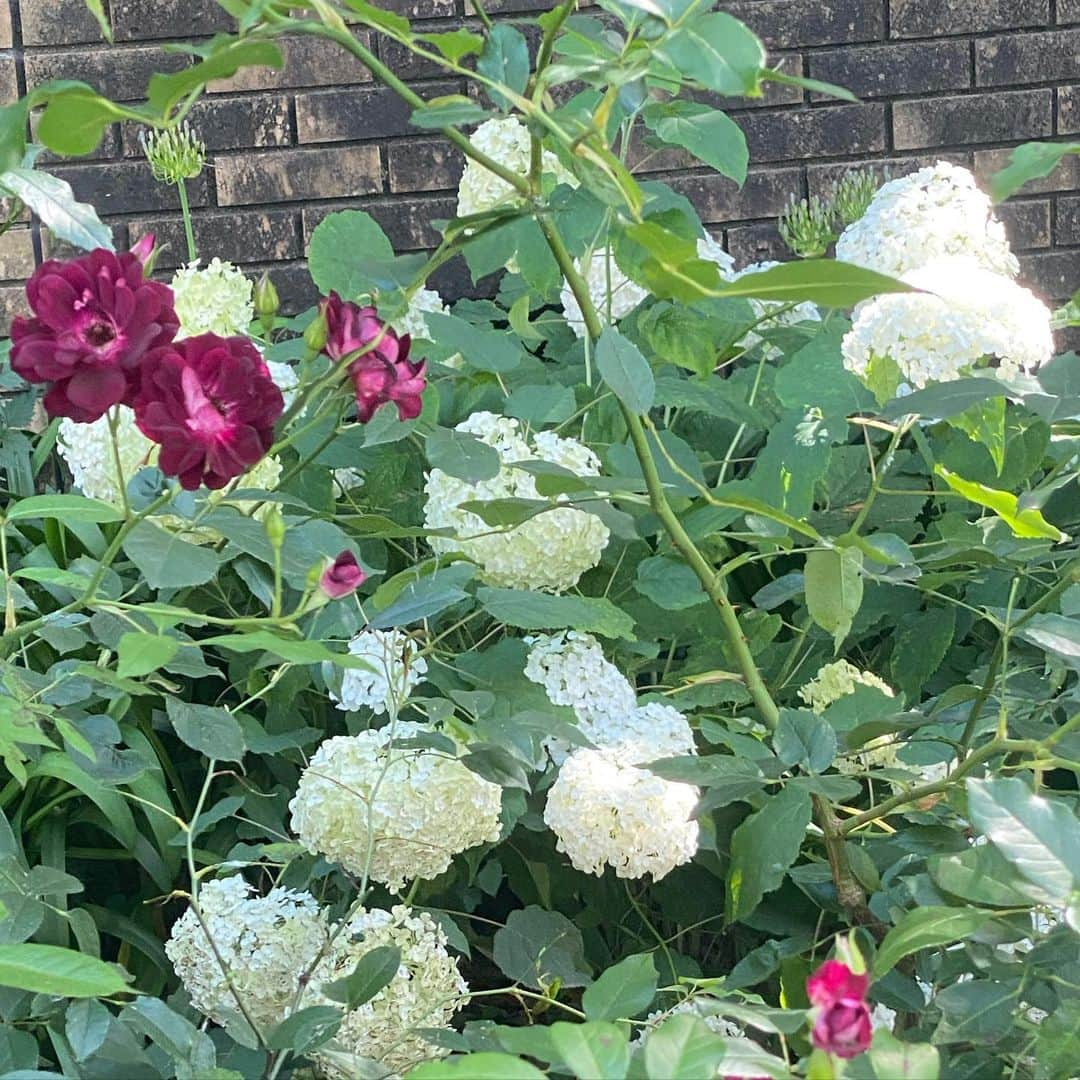 大島璃音さんのインスタグラム写真 - (大島璃音Instagram)「紫陽花お散歩👒  梅雨明けして30℃を超える厳しい暑さの中でしたが、 様々な種類の紫陽花を見ることが出来ました！どれも可愛い🥰  最後の写真は手の先にカシワバアジサイ☘️ 好きな種類だからこそ見て一緒に撮って楽しみすぎて単体で撮るの忘れてしまった、、悔しい🙃  お花にも人間にも酷な暑さとなっています。無理せずに。 こまめな水分補給を心がけていきましょう🧊」6月29日 10時53分 - rinon_ohshima