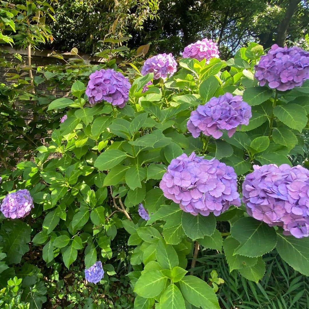 大島璃音さんのインスタグラム写真 - (大島璃音Instagram)「紫陽花お散歩👒  梅雨明けして30℃を超える厳しい暑さの中でしたが、 様々な種類の紫陽花を見ることが出来ました！どれも可愛い🥰  最後の写真は手の先にカシワバアジサイ☘️ 好きな種類だからこそ見て一緒に撮って楽しみすぎて単体で撮るの忘れてしまった、、悔しい🙃  お花にも人間にも酷な暑さとなっています。無理せずに。 こまめな水分補給を心がけていきましょう🧊」6月29日 10時53分 - rinon_ohshima