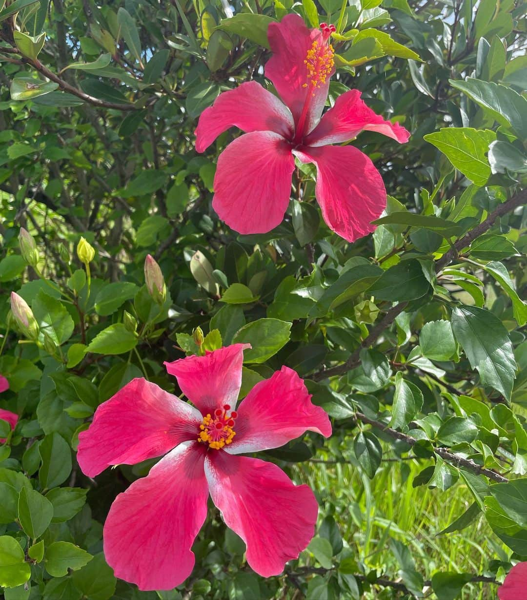 水原希子 さんのインスタグラム写真 - (水原希子 Instagram)「Things that make me happy🌺🦋🌞🌱🫶🏻✨」6月29日 16時38分 - i_am_kiko