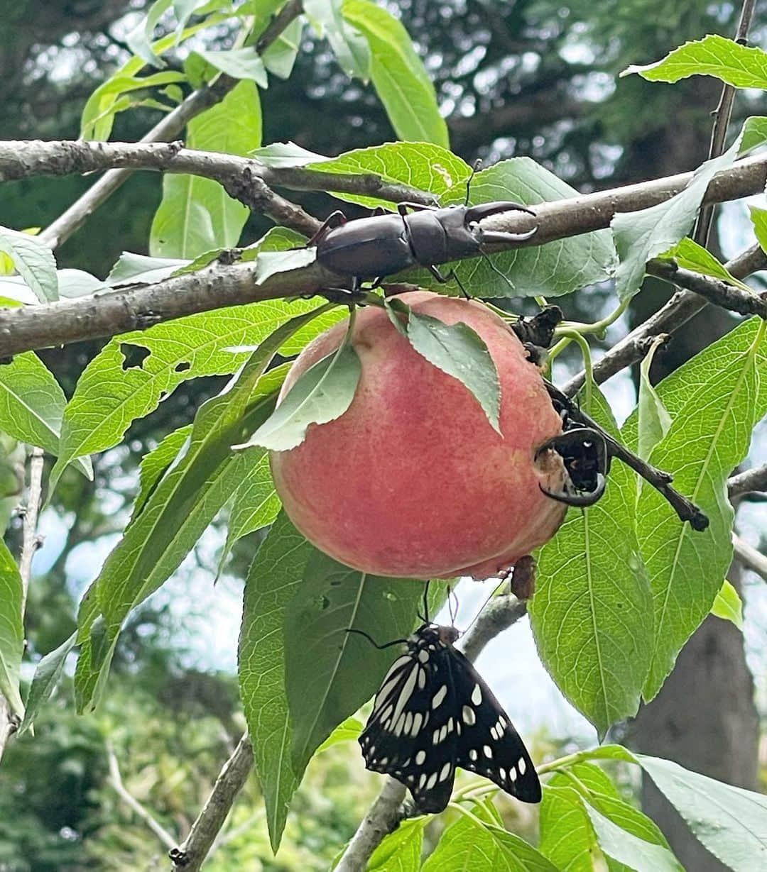 水原希子 さんのインスタグラム写真 - (水原希子 Instagram)「Things that make me happy🌺🦋🌞🌱🫶🏻✨」6月29日 16時38分 - i_am_kiko