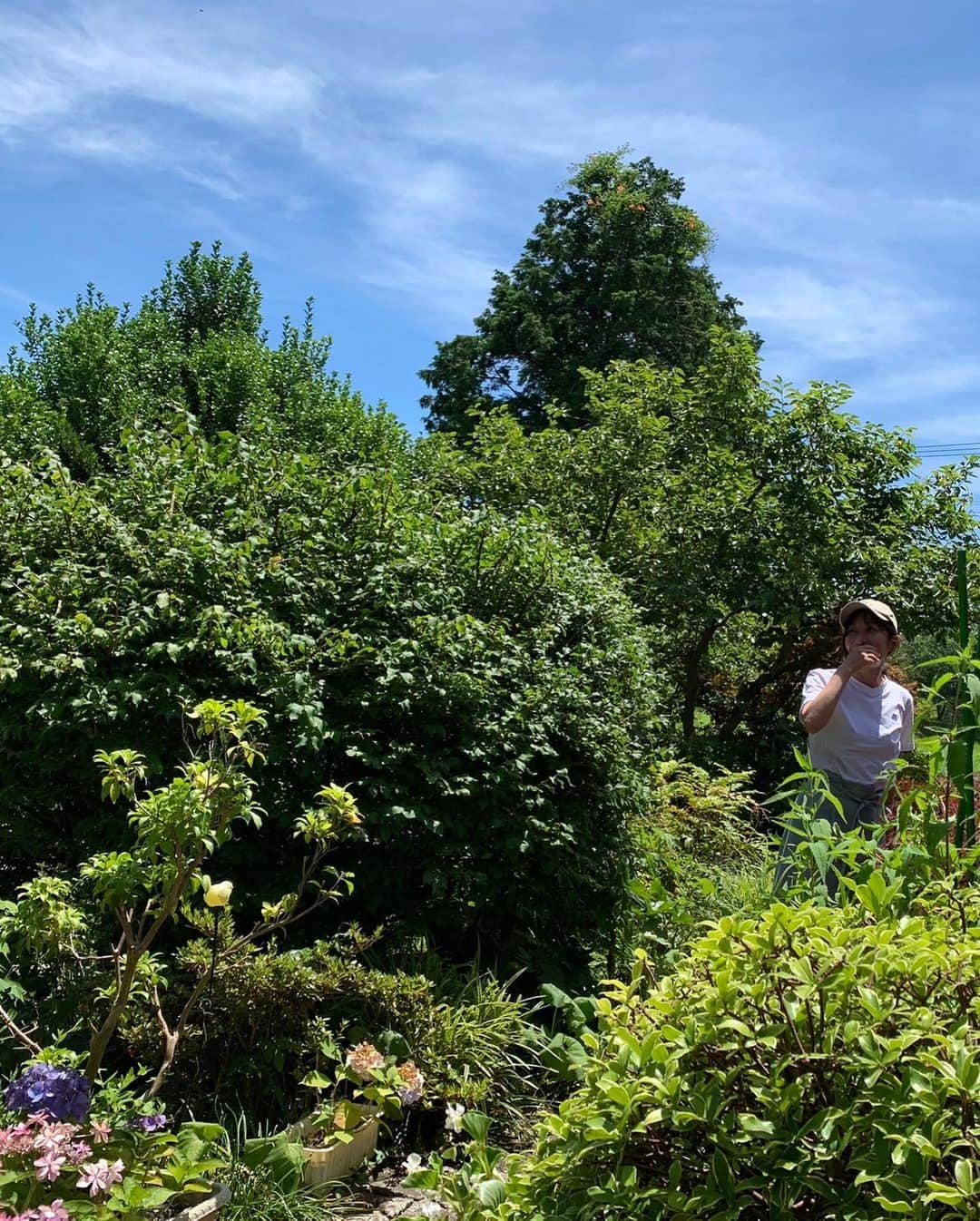 小野真弓さんのインスタグラム写真 - (小野真弓Instagram)「おはようございます☺️ 今朝も、５時から活動開始_^ 🐶🐶🐯🐯🐈‍⬛🐈🍼  ５時台のあさんぽは〜 さいこーに気持ちが良い〜😆🍃✨  涼しくて静かで、少し湿った草のような、 あおい朝のにおいが好きです☺️⛰ 庭の野菜もちょこちょこ収穫🍅🍆🌱  今日も今日とて、 暑い日が続きますが〜🌞 こまめに休憩しながら、、 良い一日をお過ごしください＼(^ω^)／🍀  #早起き家族 #あさんぽ#庭#家庭菜園#トマト#ナス#バジル#いんげん 🐾 #チワワ#ハナちゃん #チワマル#ハルくん #雑種猫兄妹#アオくん#ナナちゃん #犬の猫のいる暮らし#犬猫日記 🐾 #黒猫#ハチベエ #サバトラ#ろくちゃん #ろくちゃんベビーズ#まみもめも #生後19日#預かり猫#親子猫#保護猫#野良猫」6月30日 8時11分 - hanaharuaroi