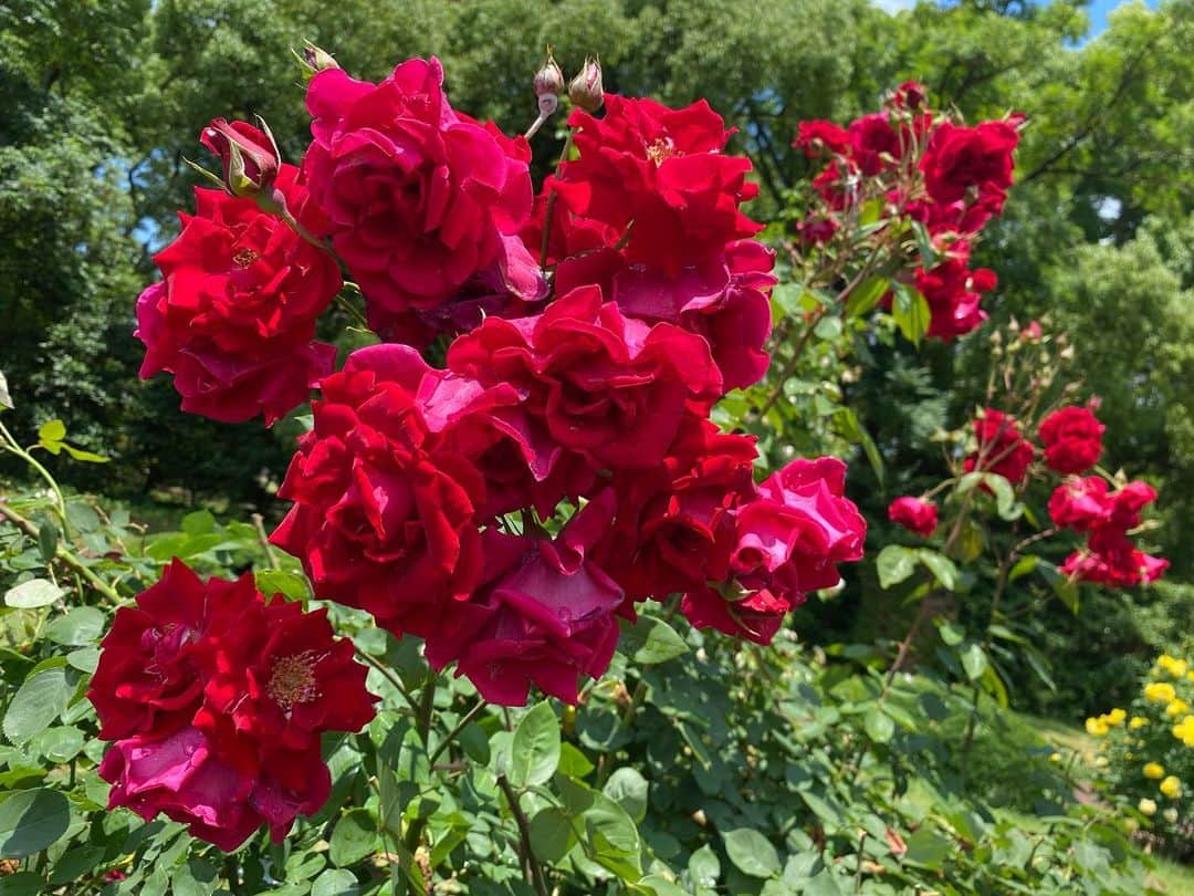 加藤愛さんのインスタグラム写真 - (加藤愛Instagram)「. おはようございます！  美しい薔薇を前に浮かれている私にも 優しく会話してくださる田中修先生がとっても好きです☺️🌹 #CBCラジオ#朝PON #クレオパトラが最も愛した花#バラ #青いバラの花言葉は夢叶う  京都府立植物園のすぐ側で涼しそうな写真も撮りましたよ！ 水の音って癒されますよね🫧  きょうも暑いです… 熱中症にはくれぐれもご注意くださいね🙌🏻🥵☀️」6月30日 10時12分 - kitkatoai