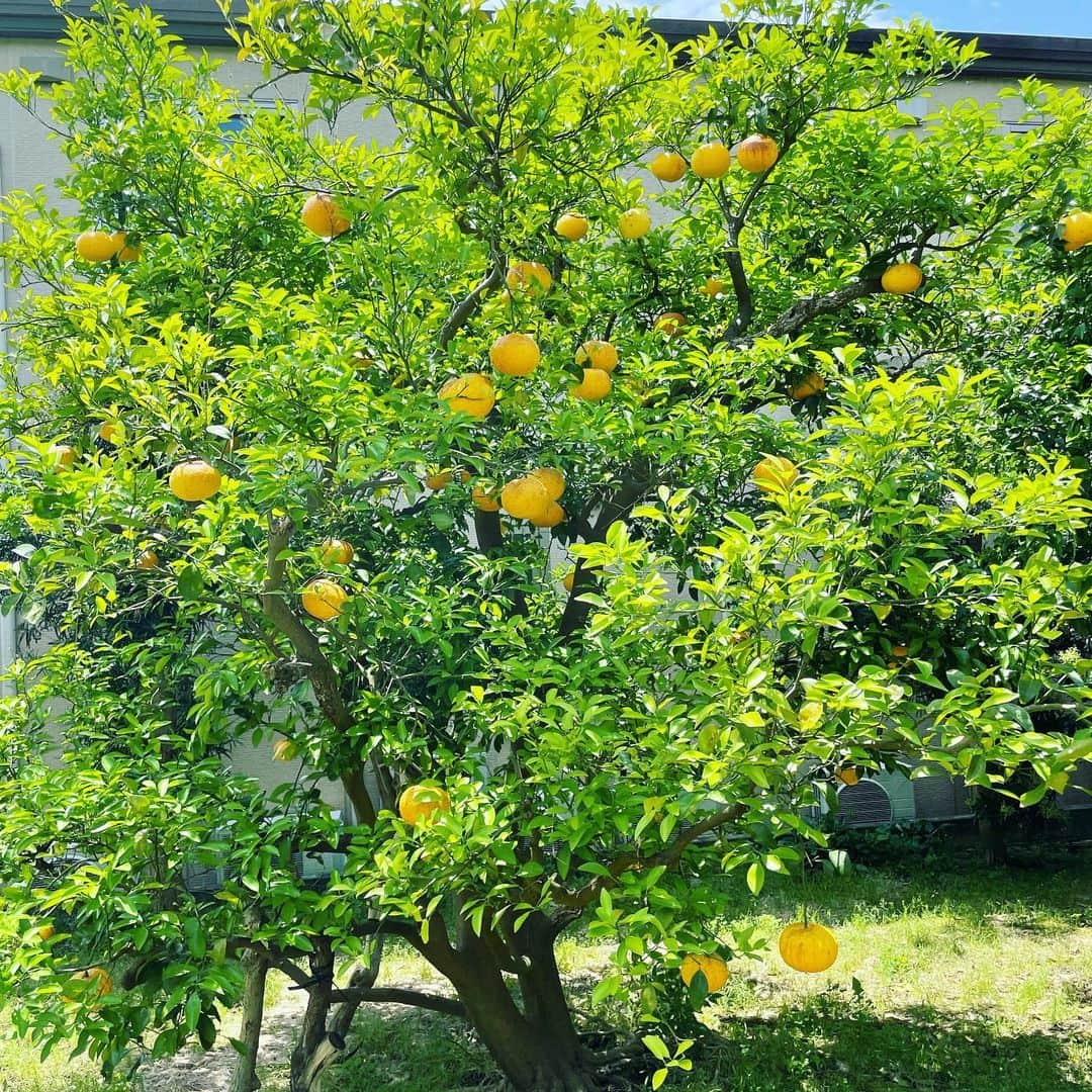 片渕茜さんのインスタグラム写真 - (片渕茜Instagram)「少し前ですが、大学の友人と果物狩りへ🍊  青い空と新緑、黄色いニューサマーオレンジのコントラストが綺麗！ 見ているだけ元気が出そうなビタミンカラーですね。 沢山食べてさらにパワーチャージしました。  #ニューサマーオレンジ　#果物狩り」6月30日 20時44分 - akane_katafuchi