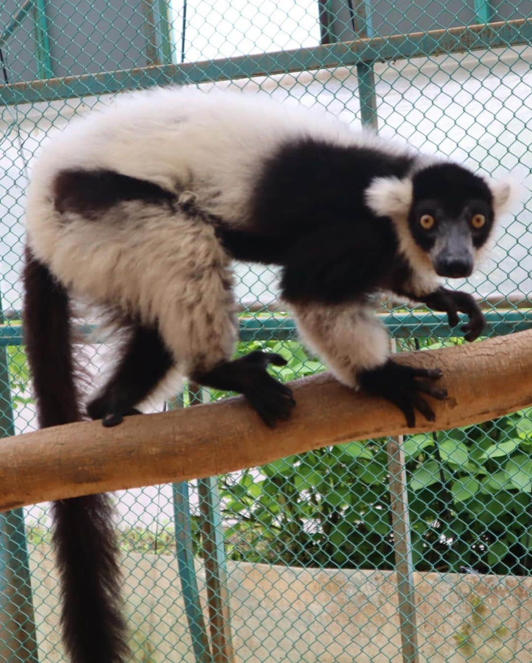 佐々木萌香さんのインスタグラム写真 - (佐々木萌香Instagram)「もえちゃんカメラ📸🐵🍎」7月1日 12時14分 - moeka_sasaki