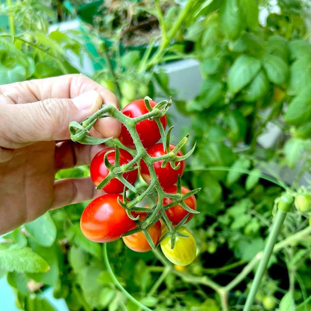 坂崎幸之助さんのインスタグラム写真 - (坂崎幸之助Instagram)「ベランダにトマトがなったよ🍅  それとジャガイモの木にもトマトが？🤪 実はジャガイモの実で食用には向かないってさ😝  #ガーデニング #トマト #ミニトマト #ジャガイモ #自家製 #ジャガイモの実 #iPhone13pro #カメにもあげよう🐢 #暑過ぎて枯れないか心配💦 #今夜はケイトラ🤓」7月1日 12時43分 - kohnosukesakazaki