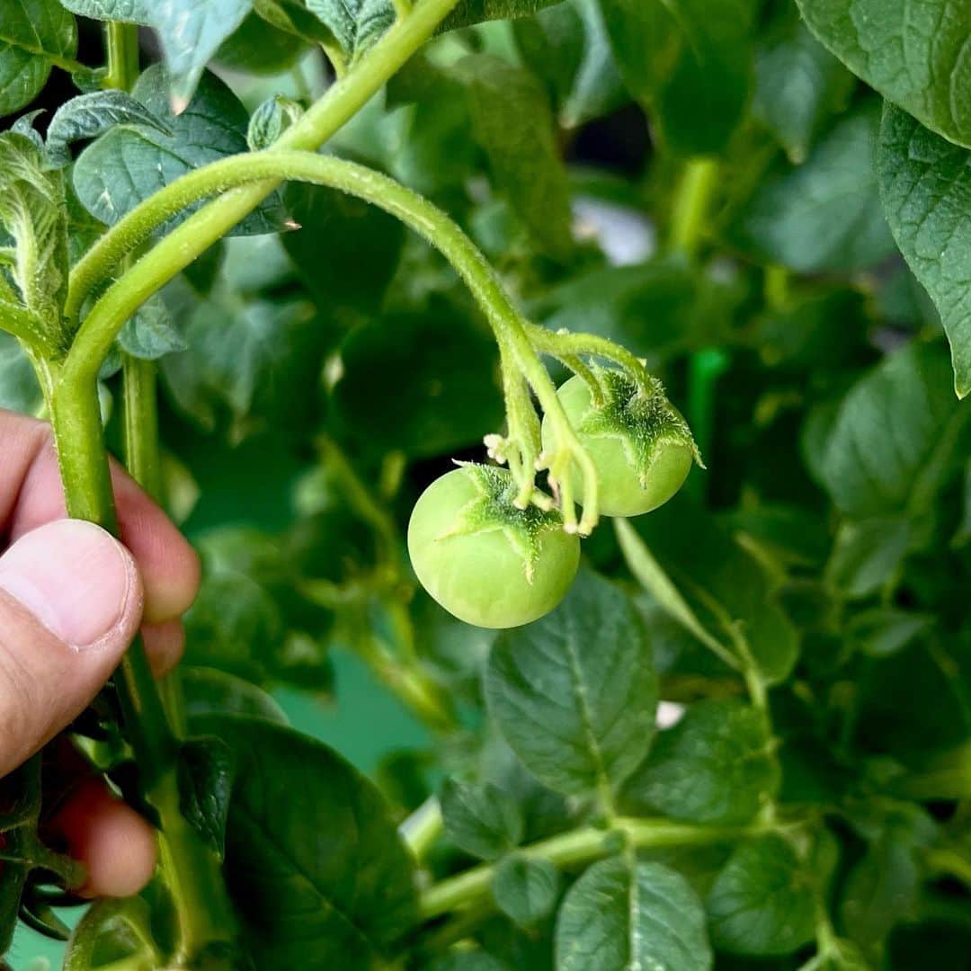 坂崎幸之助さんのインスタグラム写真 - (坂崎幸之助Instagram)「ベランダにトマトがなったよ🍅  それとジャガイモの木にもトマトが？🤪 実はジャガイモの実で食用には向かないってさ😝  #ガーデニング #トマト #ミニトマト #ジャガイモ #自家製 #ジャガイモの実 #iPhone13pro #カメにもあげよう🐢 #暑過ぎて枯れないか心配💦 #今夜はケイトラ🤓」7月1日 12時43分 - kohnosukesakazaki