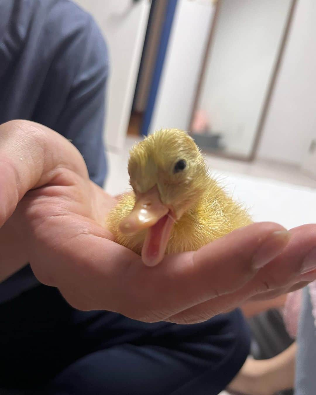 ホン・ヨンギさんのインスタグラム写真 - (ホン・ヨンギInstagram)「병아리라매」7月1日 23時18分 - kisy0729