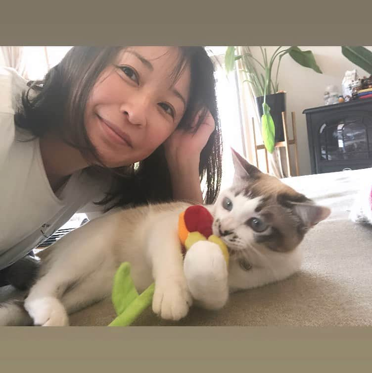 小野真弓さんのインスタグラム写真 - (小野真弓Instagram)「いつでもどこでも〜 おかーさんの側にくっつき虫の 甘えんぼナナちゃんと〜🌼🐯🎀  おはようございます☺️✨  暑くたって〜べったりさん✨ くっついてると暑いにゃ😞🫠って、時々涼んで〜😪  また、目が覚めると、、  おかーにゃーーーん🐾って、 走って戻ってきて、ぴと。 永遠ループです♾✨ たまらんにゃ🥺💘  みんな涼しいお部屋で のんびり過ごそうね🍃✨ 🐶🐶🐯🐯🐈‍⬛🐈🍼 　 今日も良い一日を お過ごしください＼(^ω^)／🍀  #チワワ#ハナちゃん#お家大好き犬 #チワマル#ハルくん#お外大好き犬 #雑種猫兄妹#アオくん#ナナちゃん #犬と猫のいる暮らし#犬猫日記 🐾 #黒猫#ハチベエ #さばとら#ろくちゃん #ろくちゃんベビー#みーちゃん#めーちゃん #子猫#生後21日目#野良猫#保護猫#預かり猫 🐱🐱🐱🐱🐱 子猫たち、猫っぽくなってきまちた🍼 まだ、ネズミっぽくもある🐀😂💓」7月2日 9時23分 - hanaharuaroi