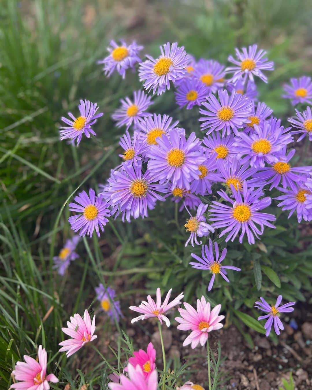 翁安芸さんのインスタグラム写真 - (翁安芸Instagram)「Gorgeous nature in Aspen…🌿  とにかく空気と自然がキレイなアスペン。 子どもたちは、水に入ったり岩を歩いたり、、虫を見つけたりととにかく楽しそう☺️😆💕💕  #mylan dress #goyard bag #nikesacai sneakers   #aspen #colorado #naturelife #akiweng」7月2日 12時12分 - akinyc