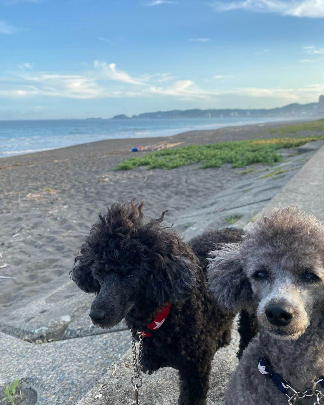 RIKACOさんのインスタグラム写真 - (RIKACOInstagram)「💙 久々に休んだ🏖 海の音は最高だな そして白Ｔにスエット短パンが昔から変わらず私の #musthave  #ootd  #simpleisbest」7月2日 18時17分 - rikaco_official