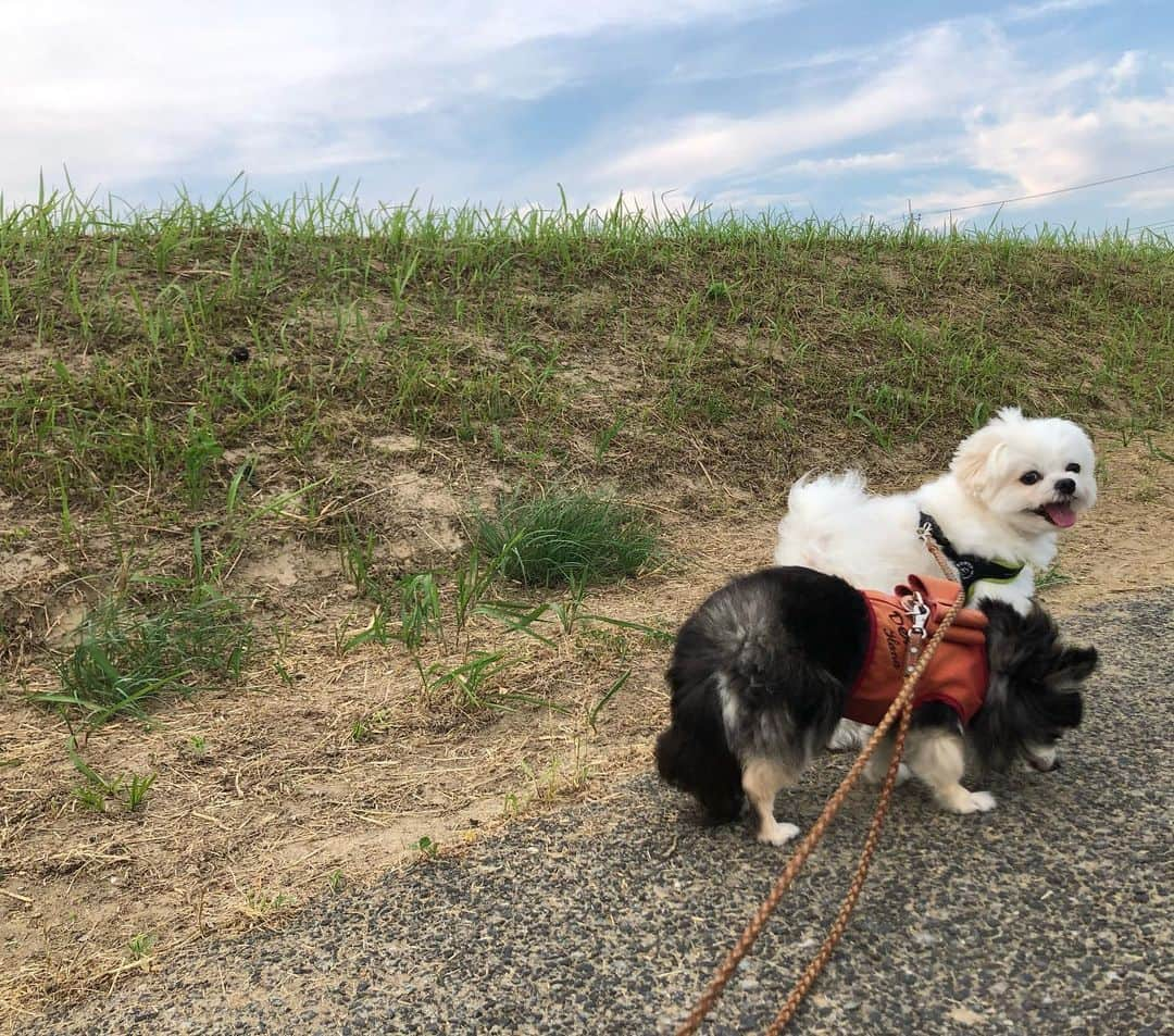 小野真弓さんのインスタグラム写真 - (小野真弓Instagram)「おはようございます(o^^o)🎀 ハナちゃんが、にこにこだと〜 おかーさん幸せ☺️  咳こんこん、一時は酷くてどうなるかと思いましたが、 お薬が効いて良い感じ💊✨ のんびりゆっくり 長生きしましょうね☺️  あさんぽに出かけたら、 ポツポツ雨が☔️ 恵みの雨✨😆 今日はちょっと雲が多いのかな☁️✨  今日も良い一日を☺️🌴  #チワワ#ハナちゃん #心臓肥大#気管虚脱#僧帽弁閉鎖不全症 #肺水腫#シニア犬 #チワマル#ハルくん#散歩命犬 #雑種猫兄妹#アオナナ#仲良し猫#甘えんぼ猫 #犬と猫のいる暮らし#犬猫日記 🐾 #黒猫#ハチベエ#どっしり猫 #サバトラ#ろくちゃん #ろくちゃんベビーズ#まみむめも #まーくん#めーちゃん #親子猫#野良猫#保護猫#預かり猫」7月3日 7時03分 - hanaharuaroi