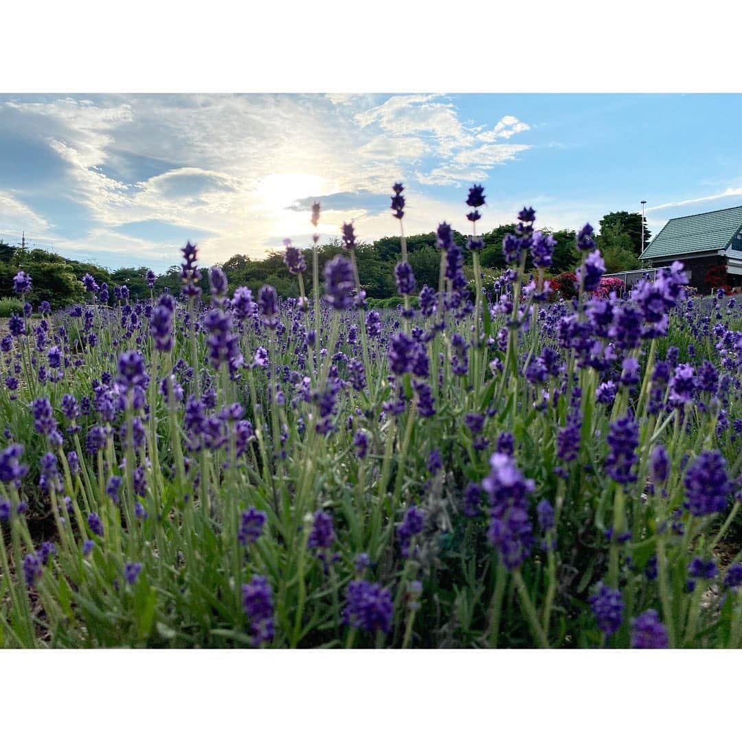 尾島早都樹さんのインスタグラム写真 - (尾島早都樹Instagram)「初夏の癒しの香り 💠  1万株のラベンダーが楽しめる #小諸市 の #夢ハーベスト農場  さんから中継でした🎤  植物の持つ自然の香りに魅了されて アロマテラピーアドバイザーの資格を取ったので、 ここは去年からずっと取材したいと思っていた場所🌱  ラベンダーに加えて 香り高いオールドローズや数百種類のハーブが 香りとともに出迎えてくれます🤱🏼🌼  #アロマスプレー や#エッセンシャルオイル も作っていて 繁忙期は1日15時間以上も 蒸留の作業を行われるとか😭  手間ひまかけていただく自然の恵みって貴重で、 実際に蒸留の様子を見せてもらうと 大切に、しっかりと使わなければなと....🫖🌿  ラベンダーソフトにお洒落なドリンクも カフェでいただけますよ🍦🍹💜 これまた本当においしいっっ！！  ご夫婦のお人柄にも癒された中継でした☺️♡  次もみなさんの街へ！！ #尾島がおじゃまします 👟🎤  #長野放送 #土曜はこれダネッ #アナウンサー #女子アナ  #中継 #リポーター #信州 #長野県 #小諸市 #ラベンダー #オールドローズ #ハーブ #アロマテラピー #アロマテラピーアドバイザー #蒸留 #ラベンダーソフト #いつもさつき晴れ☀️✌🏻」7月3日 15時13分 - ojima_satsuki