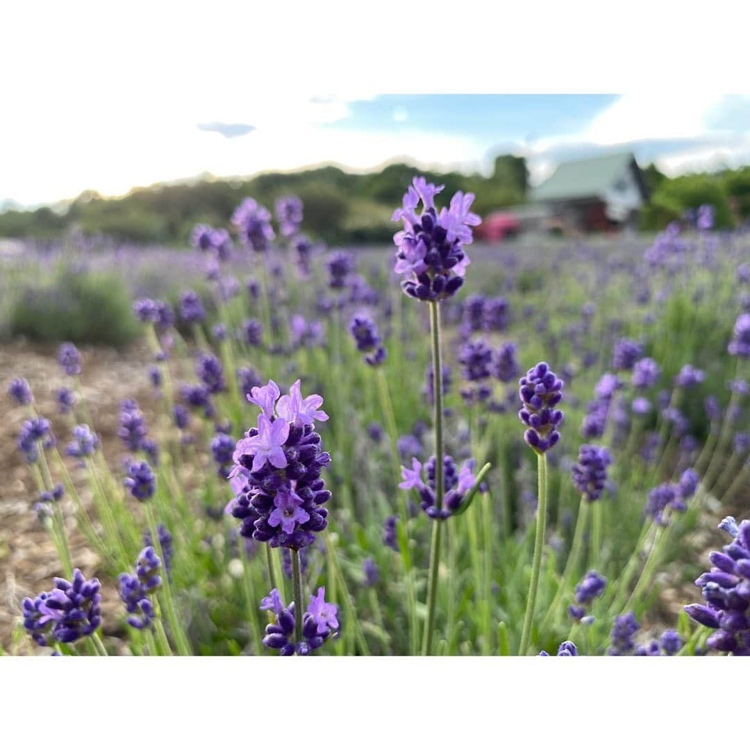 尾島早都樹さんのインスタグラム写真 - (尾島早都樹Instagram)「初夏の癒しの香り 💠  1万株のラベンダーが楽しめる #小諸市 の #夢ハーベスト農場  さんから中継でした🎤  植物の持つ自然の香りに魅了されて アロマテラピーアドバイザーの資格を取ったので、 ここは去年からずっと取材したいと思っていた場所🌱  ラベンダーに加えて 香り高いオールドローズや数百種類のハーブが 香りとともに出迎えてくれます🤱🏼🌼  #アロマスプレー や#エッセンシャルオイル も作っていて 繁忙期は1日15時間以上も 蒸留の作業を行われるとか😭  手間ひまかけていただく自然の恵みって貴重で、 実際に蒸留の様子を見せてもらうと 大切に、しっかりと使わなければなと....🫖🌿  ラベンダーソフトにお洒落なドリンクも カフェでいただけますよ🍦🍹💜 これまた本当においしいっっ！！  ご夫婦のお人柄にも癒された中継でした☺️♡  次もみなさんの街へ！！ #尾島がおじゃまします 👟🎤  #長野放送 #土曜はこれダネッ #アナウンサー #女子アナ  #中継 #リポーター #信州 #長野県 #小諸市 #ラベンダー #オールドローズ #ハーブ #アロマテラピー #アロマテラピーアドバイザー #蒸留 #ラベンダーソフト #いつもさつき晴れ☀️✌🏻」7月3日 15時13分 - ojima_satsuki