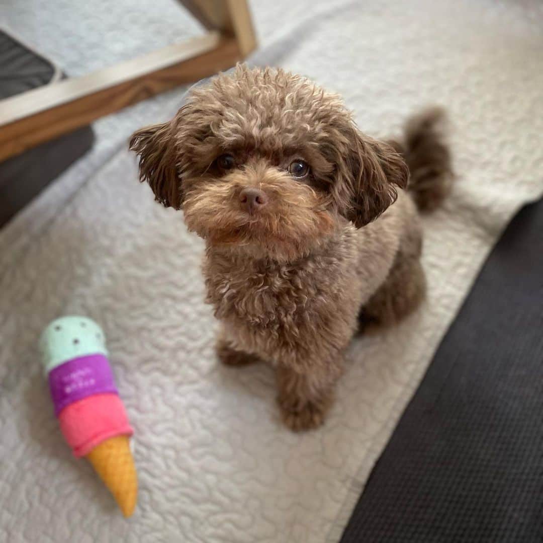 水崎綾女さんのインスタグラム写真 - (水崎綾女Instagram)「マロンこっちおいで〜と言いたくなるような可愛さ🥺❤️ オーダーメイドの愛犬イラストが可愛くて悶絶しています。 小さい時のMaloneにそっくり。口がむぅってなってるところが特にお気に入りです❤︎  @sayopic_order さんに お願いしました。  これでポーチとかキーホルダーとか作りたいなぁ◡̈♥︎◡̈♥︎◡̈♥︎  #愛犬 #イラスト #絵 #dog #dogsofinstagram  #dogstagram #doglover  #dogstagram_japan #inu  #inustagram #いぬ #チワプー  #プードル  #🐶 #オーダーメイド」7月3日 20時40分 - misakiayame