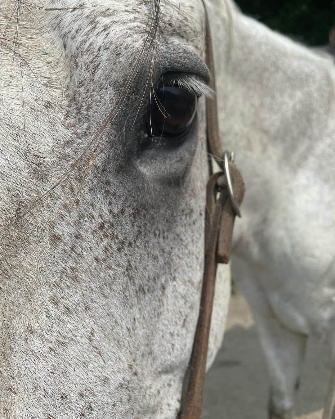 小池美由さんのインスタグラム写真 - (小池美由Instagram)「はじめて馬に乗せてもらいました🐴🧡 　 名前はダンディー🐴 小池は目瞑っちゃってるけどダンディーは盛れてるからおっけー🙆‍♀️ はじめての小池にも優しく乗せてもらって楽しかった〜 　 ダンディーカメラ好きすぎて近すぎるの可愛いかよ☺️ 　 　  今日のCBC賞で今村聖奈騎手が見事重賞初騎乗で勝利納めましたね🥹 自分よりもずっと年下の女性がこうやって活躍すると感動するし 小池も頑張ろうー！って思うよね💫 これからのご活躍も楽しみすぎるるるる 　 来週も頑張ります✊❤️‍🔥 　 　 #CBC賞　#今村聖奈 騎手」7月3日 21時07分 - kkkkkoike