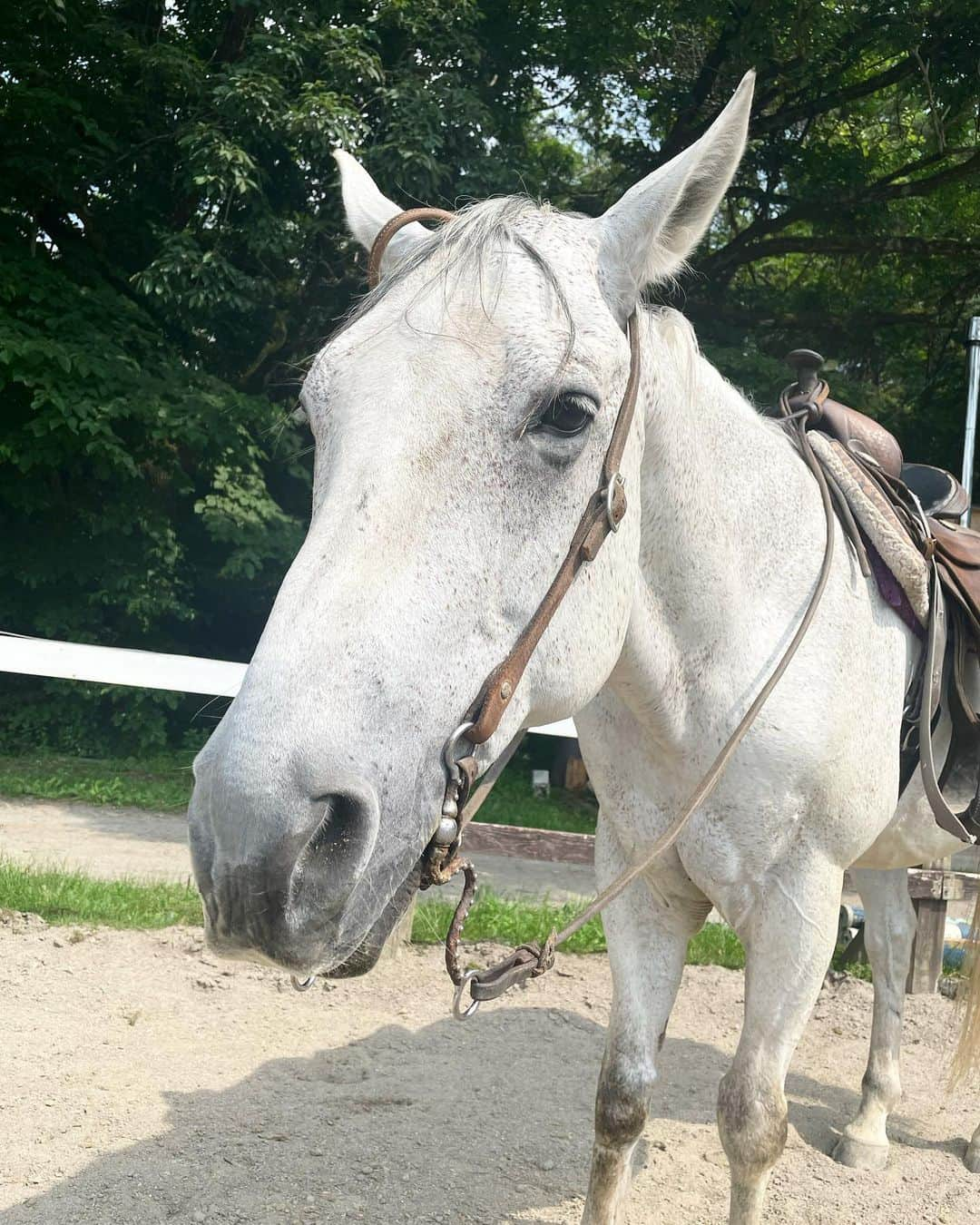 小池美由さんのインスタグラム写真 - (小池美由Instagram)「はじめて馬に乗せてもらいました🐴🧡 　 名前はダンディー🐴 小池は目瞑っちゃってるけどダンディーは盛れてるからおっけー🙆‍♀️ はじめての小池にも優しく乗せてもらって楽しかった〜 　 ダンディーカメラ好きすぎて近すぎるの可愛いかよ☺️ 　 　  今日のCBC賞で今村聖奈騎手が見事重賞初騎乗で勝利納めましたね🥹 自分よりもずっと年下の女性がこうやって活躍すると感動するし 小池も頑張ろうー！って思うよね💫 これからのご活躍も楽しみすぎるるるる 　 来週も頑張ります✊❤️‍🔥 　 　 #CBC賞　#今村聖奈 騎手」7月3日 21時07分 - kkkkkoike