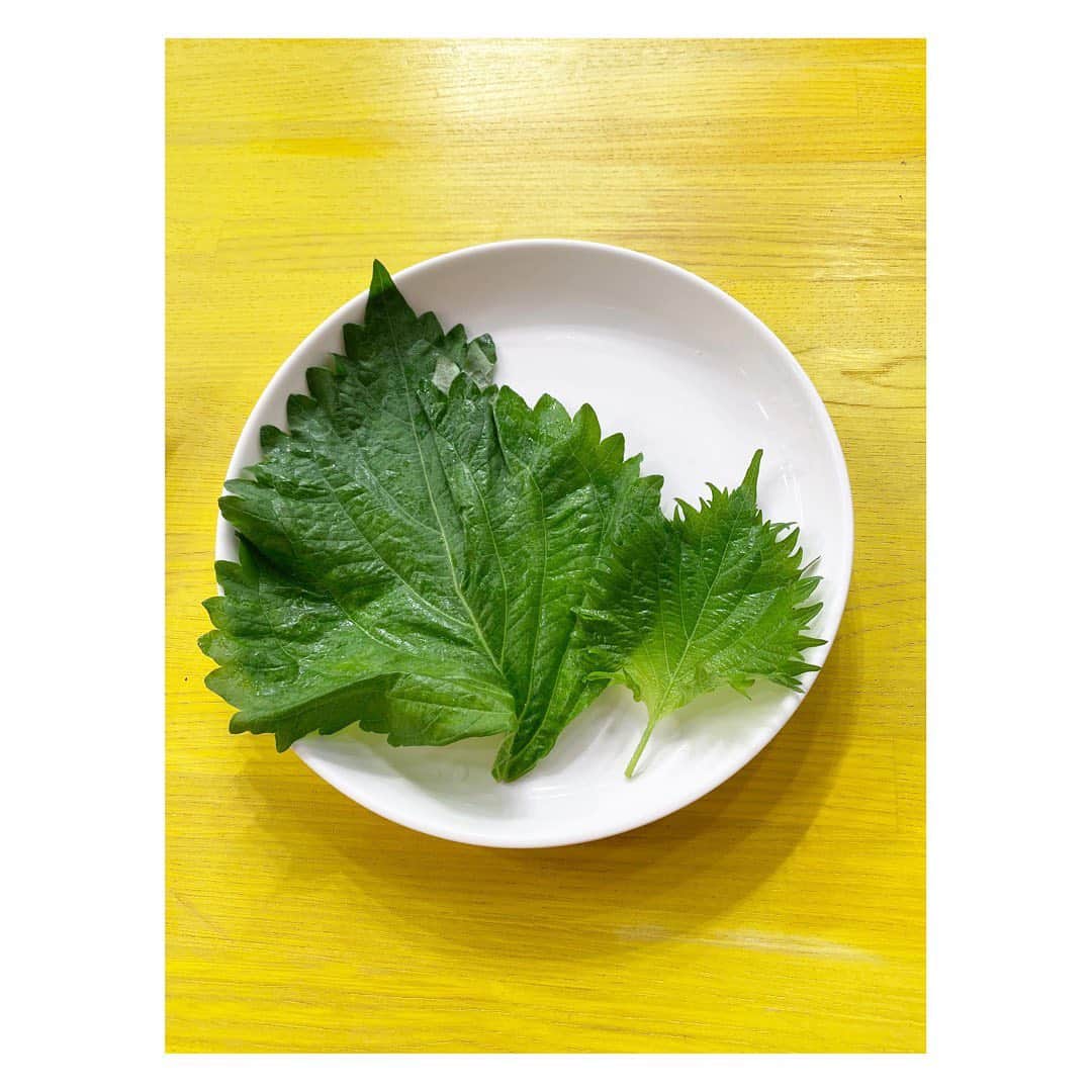 田中雅美さんのインスタグラム写真 - (田中雅美Instagram)「昨日の日本テレビ「シューイチ」の「まじっすか☆」のコーナーで紹介された綱島産の大葉。  ・ ・ とにかくその大きさにびっくり。 普通サイズの大葉ももちろん美味しいけど、柔らかな香りとさっぱりした食感はどんなお料理にも合いそうだし、たくさん食べられそう✨  ・ ・ 中島アナウンサーさん、可愛い❤️  ・ ・ #日本テレビ #シューイチ #まじっすか #綱島 #大葉 #大きい #中島アナ #かわゆい」7月4日 9時41分 - tanakamasami_official