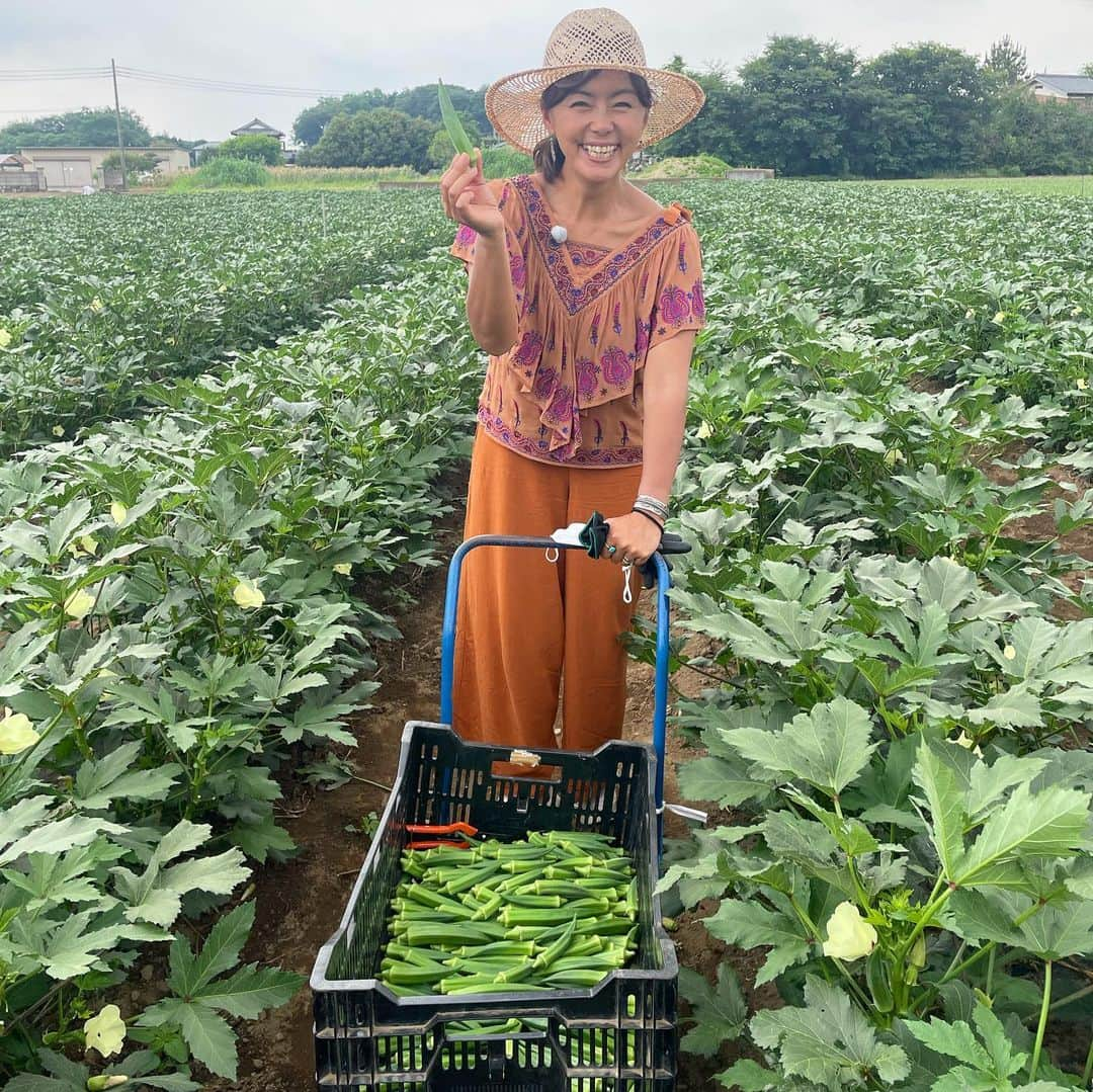 田中律子さんのインスタグラム写真 - (田中律子Instagram)「撮影で、埼玉県深谷にてロケ📷  深谷といえば…ネギ❗️って思ってたけど、今回は、オクラ畑✨  農家の松嶋さんとオクラの収穫💚花がハイビスカスみたいで可愛い、この花がポロっと落ちたら、中に小さなオクラが✨  収穫して、その場で食べたけど、甘くてネバネバで美味しい🤩 オクラはいつも脇役だったけど、色んな食べ方があるし、主役級の美味しさでした✨  松嶋さんの育てたオクラも、とうもろこし🌽もホントに美味しかったー、愛情たっぷり、大自然のエネルギーたっぷり🌞🌈  #埼玉  #オクラ畑  #地産地消  #大地の恵みに感謝  #野菜  #vegitable  #撮影」7月7日 8時42分 - ri2kotanaka