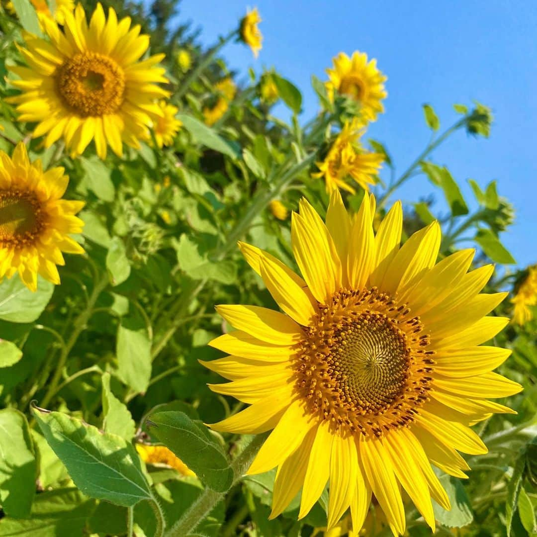 宮川紗麻亜さんのインスタグラム写真 - (宮川紗麻亜Instagram)「🌻 この前撮った鵠沼海岸のひまわり🌻 今年も咲いてきました✨ ホント可愛い〜！！！ひまわり畑は私のパワースポット✨  自撮りも撮らないとだね🐷🌻 この1ヶ月くらいは、ひまわり投稿が多くなりそうだね😜  今年は色んな所のひまわり畑に行きたいな〜🎶 オススメな場所があったら教えて下さいね🌻💗   #鵠沼海岸 #湘南 #海 #🏝 #ひまわり #ヒマワリ #向日葵 #sunflower #ひまわり畑 #パワースポット #powerspot #summer #夏 #大好きなお花 #yellow #powercolor #🌻」7月7日 16時18分 - sunflower__summer