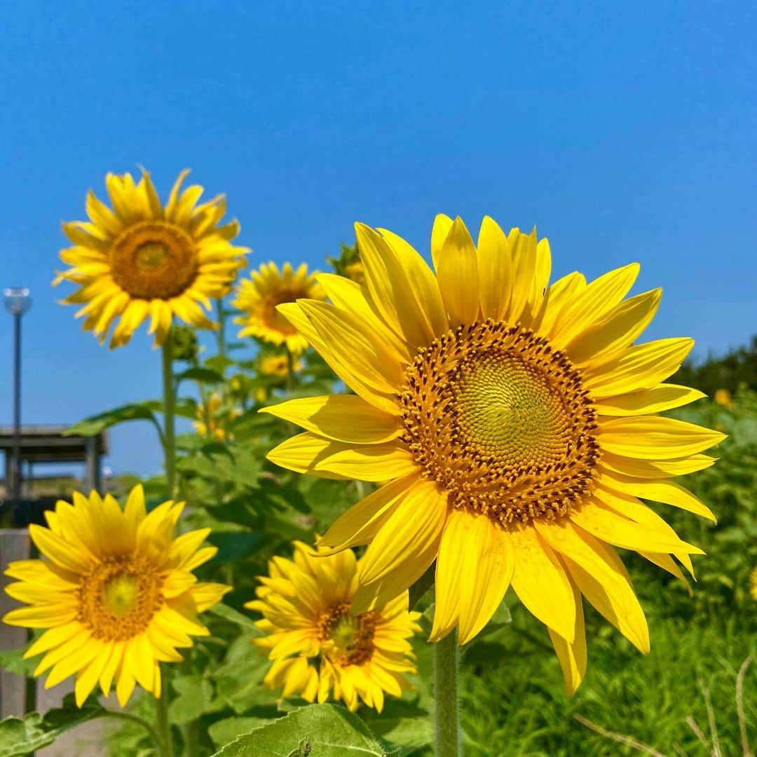 宮川紗麻亜さんのインスタグラム写真 - (宮川紗麻亜Instagram)「🌻 この前撮った鵠沼海岸のひまわり🌻 今年も咲いてきました✨ ホント可愛い〜！！！ひまわり畑は私のパワースポット✨  自撮りも撮らないとだね🐷🌻 この1ヶ月くらいは、ひまわり投稿が多くなりそうだね😜  今年は色んな所のひまわり畑に行きたいな〜🎶 オススメな場所があったら教えて下さいね🌻💗   #鵠沼海岸 #湘南 #海 #🏝 #ひまわり #ヒマワリ #向日葵 #sunflower #ひまわり畑 #パワースポット #powerspot #summer #夏 #大好きなお花 #yellow #powercolor #🌻」7月7日 16時18分 - sunflower__summer