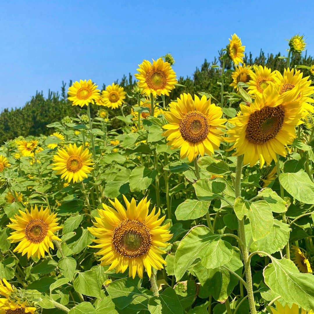 宮川紗麻亜さんのインスタグラム写真 - (宮川紗麻亜Instagram)「🌻 この前撮った鵠沼海岸のひまわり🌻 今年も咲いてきました✨ ホント可愛い〜！！！ひまわり畑は私のパワースポット✨  自撮りも撮らないとだね🐷🌻 この1ヶ月くらいは、ひまわり投稿が多くなりそうだね😜  今年は色んな所のひまわり畑に行きたいな〜🎶 オススメな場所があったら教えて下さいね🌻💗   #鵠沼海岸 #湘南 #海 #🏝 #ひまわり #ヒマワリ #向日葵 #sunflower #ひまわり畑 #パワースポット #powerspot #summer #夏 #大好きなお花 #yellow #powercolor #🌻」7月7日 16時18分 - sunflower__summer